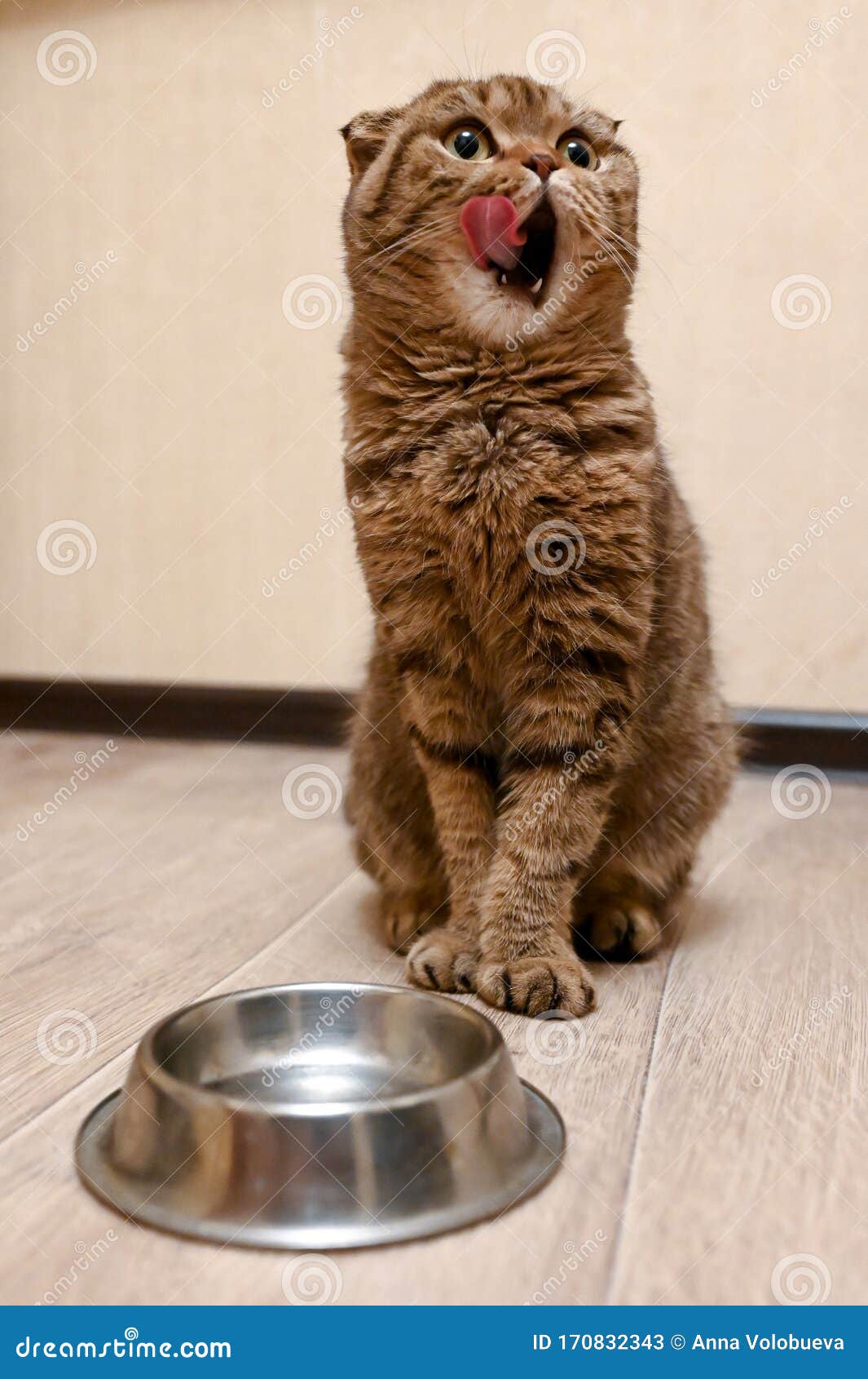 Hungry Funny Cat Looking and Waiting for Food Stock Image - Image of  looking, intelligent: 170832343