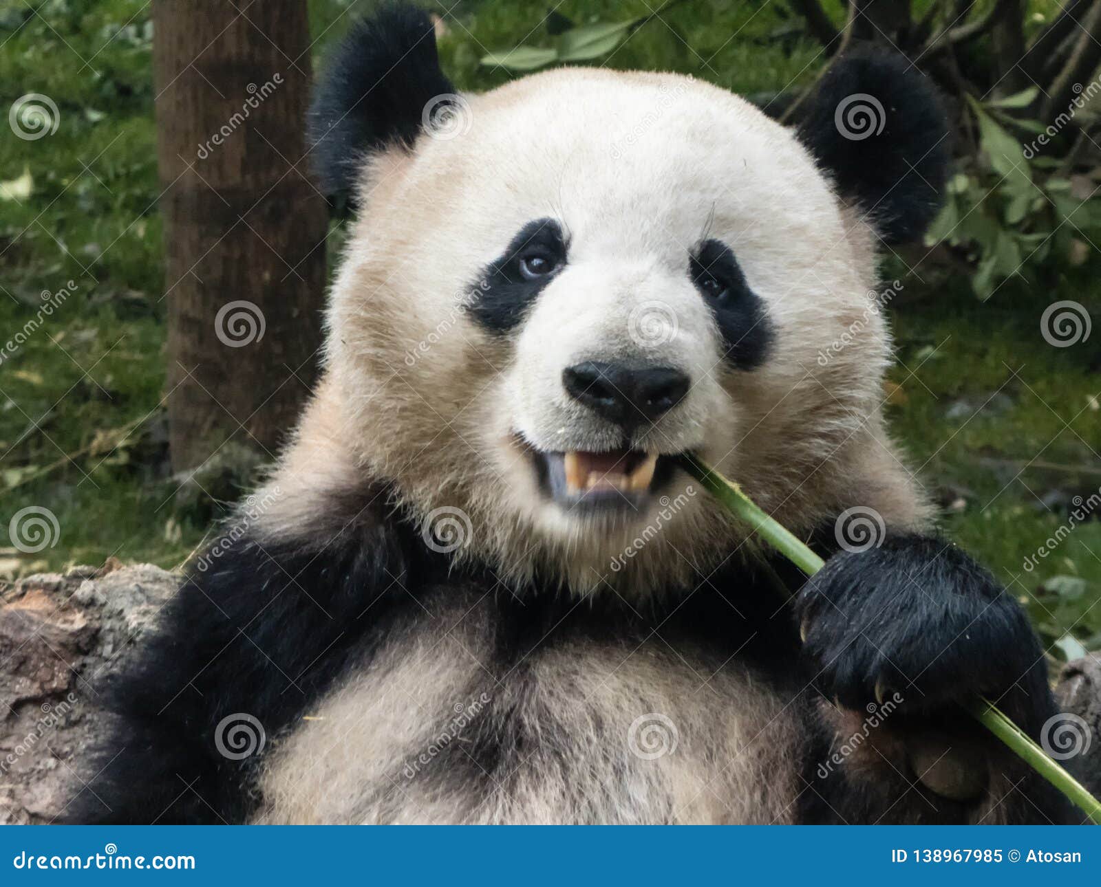 Giant Panda Eating Bamboo Shoots Stock Image - Image of mammal, panda