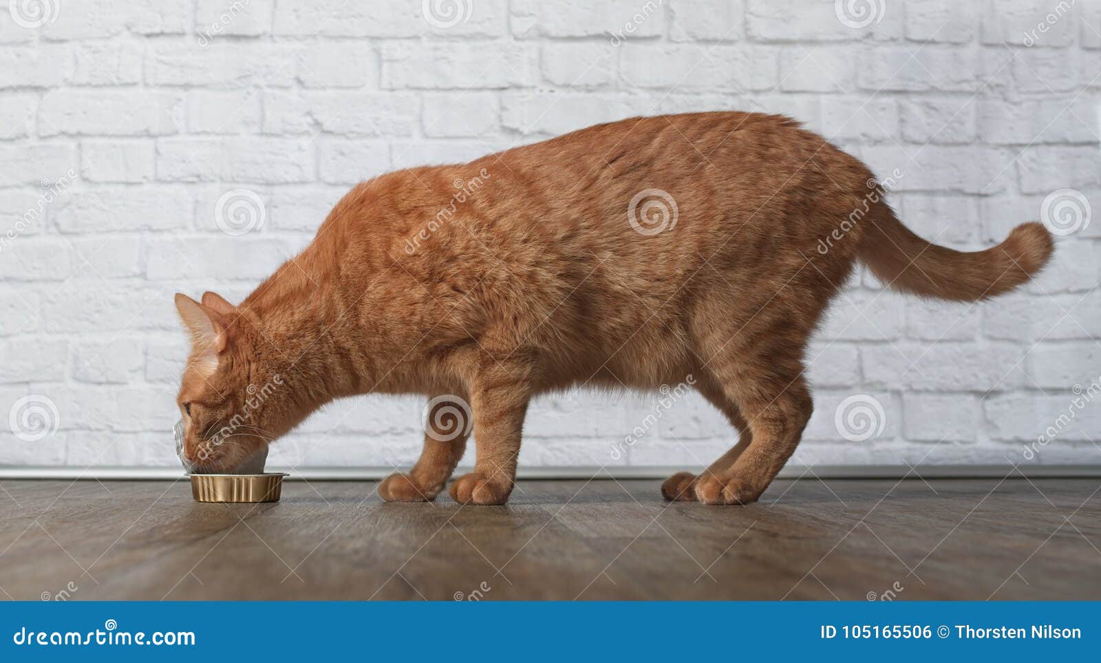 Hungry Ginger Cat Eat Food from a Food Dish Stock Photo Image of