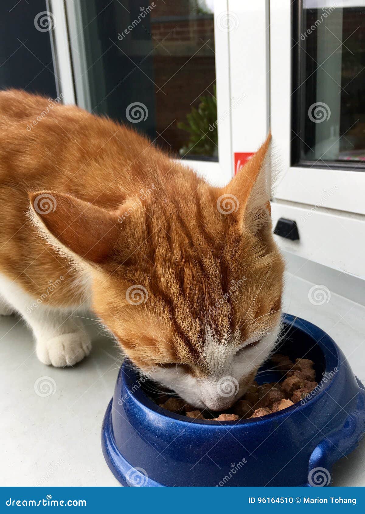 Hungry Ginger Cat on a Windowsill with Cat Feed Stock Photo Image of
