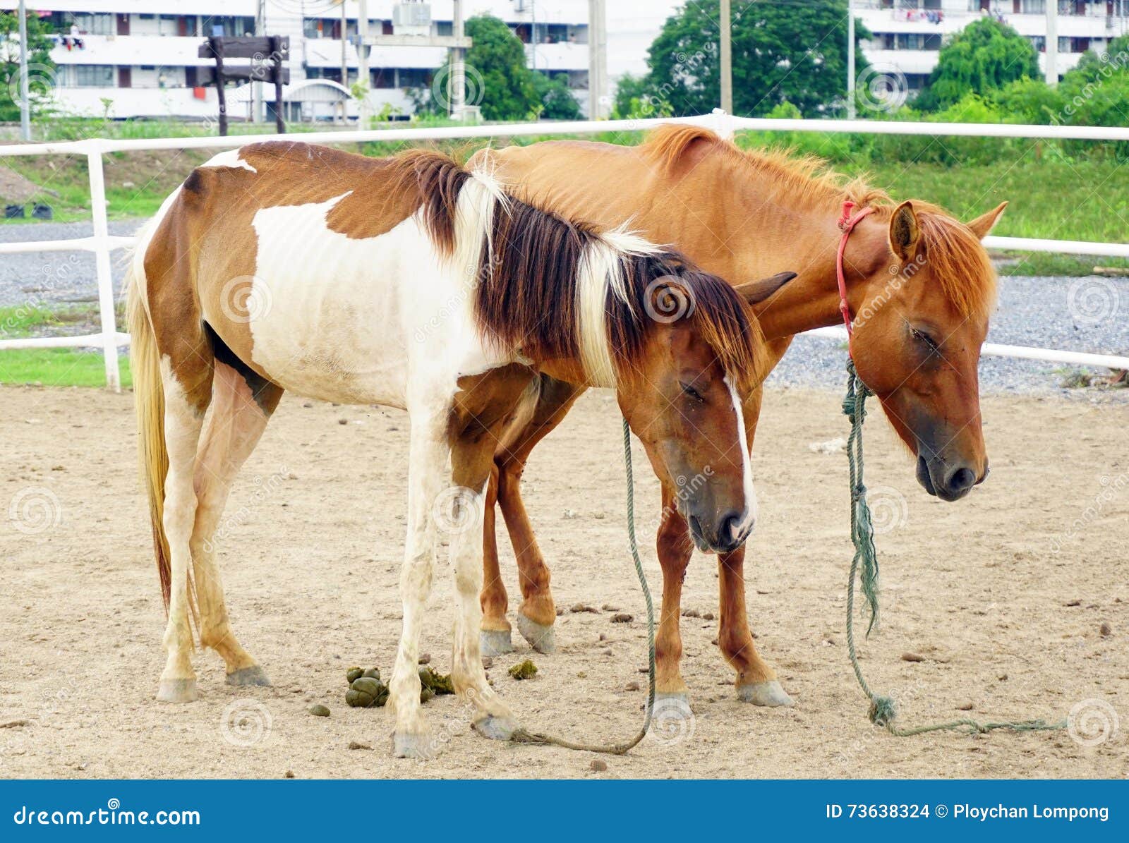 Hungry horses stock photo. Image of embrace, embracing 73638324