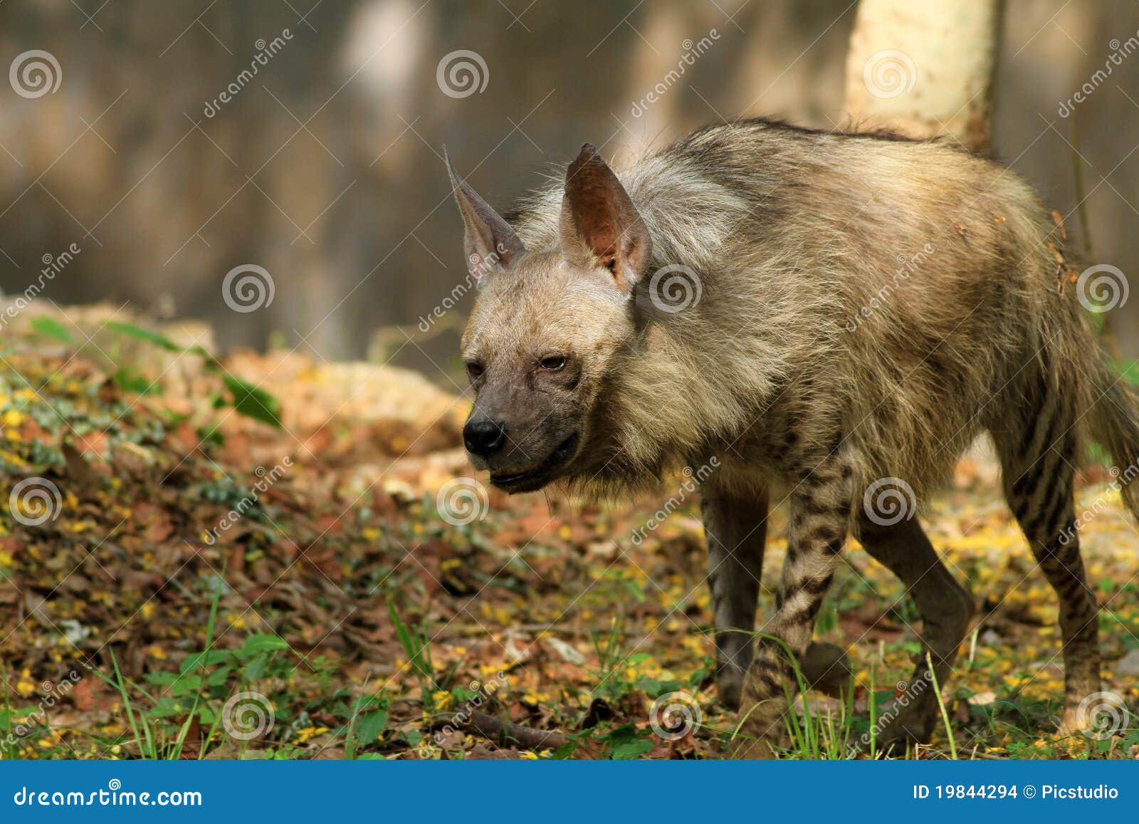 Hungry hyena stock photo. Image of southern, walking  19844294