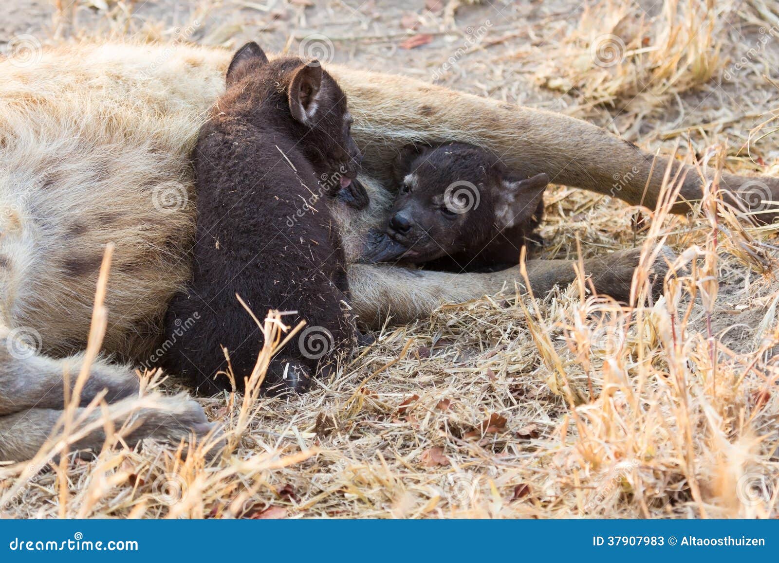 Hungry hyena pups drinking milk from mother suckle lying down