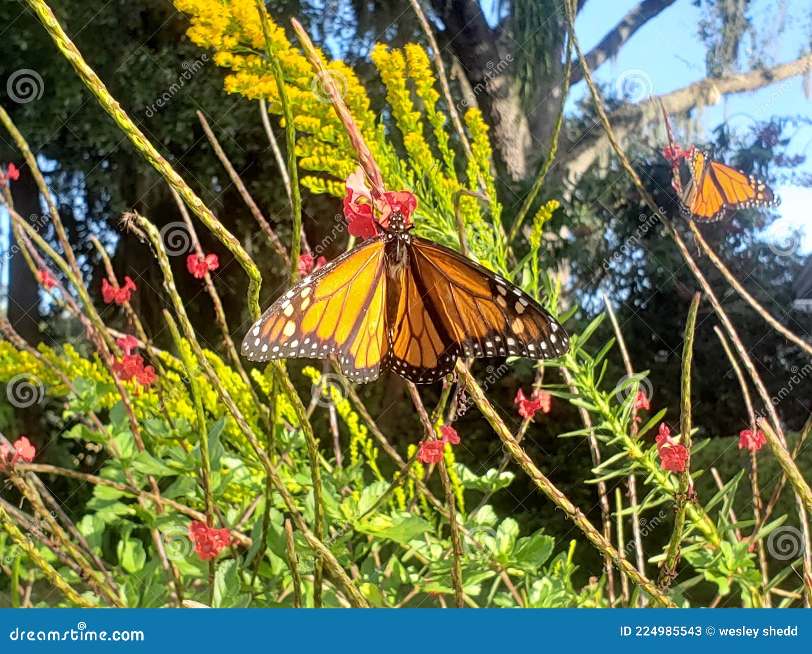 a hungry monarch feasts on nectar