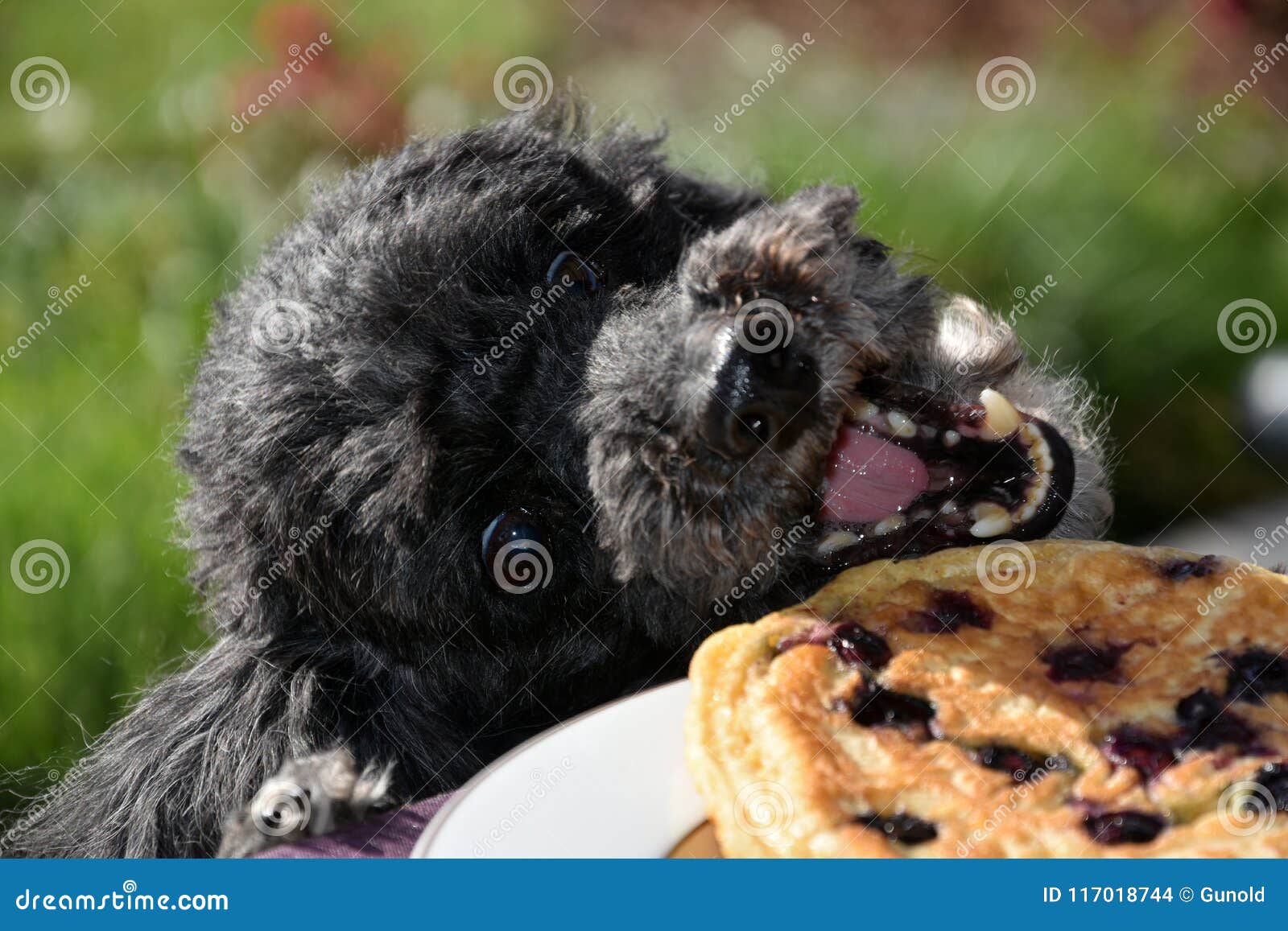dog tries to steal a pancake