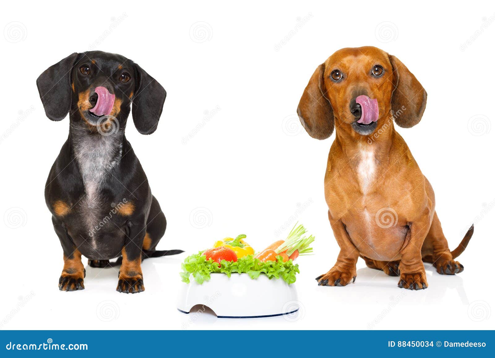 https://thumbs.dreamstime.com/z/hungry-sausage-dachshund-dogs-dog-healthy-vegan-vegetarian-food-bowl-isolated-white-background-88450034.jpg