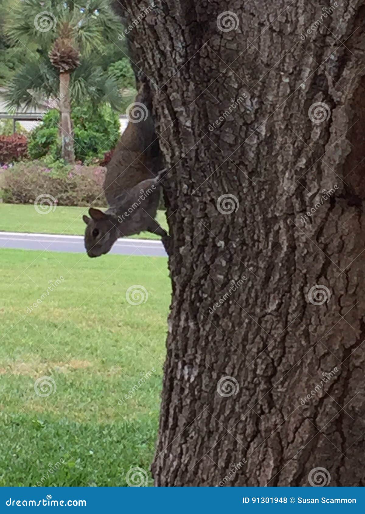 Hungry Squirrel stock photo. Image of feeder, bird, empty 91301948