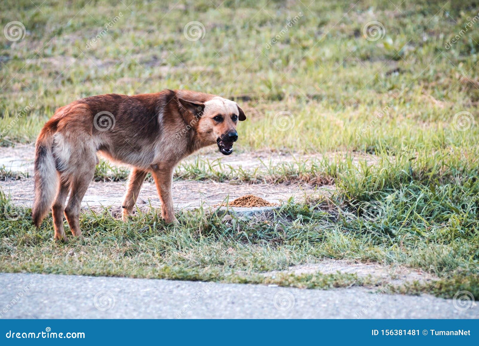 Hungry Stray Aggressive Dog in Clearing. Nearby is Pile of Dog Food. Help  Stray Animals. Stock Image - Image of grain, brown: 156381481