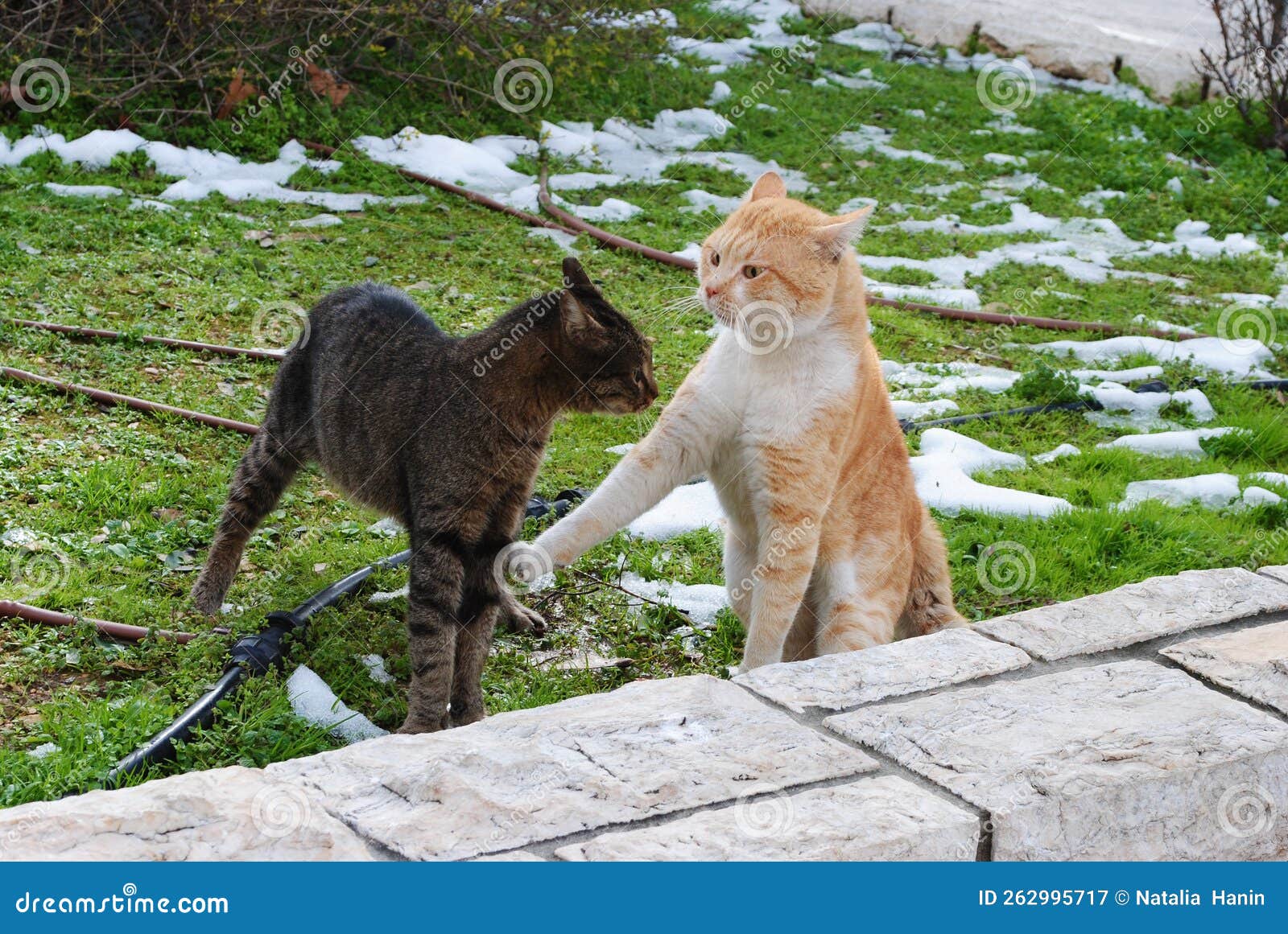 Hungry Stray Cats Fighting. Grey Vs Red Stock Image Image of nature