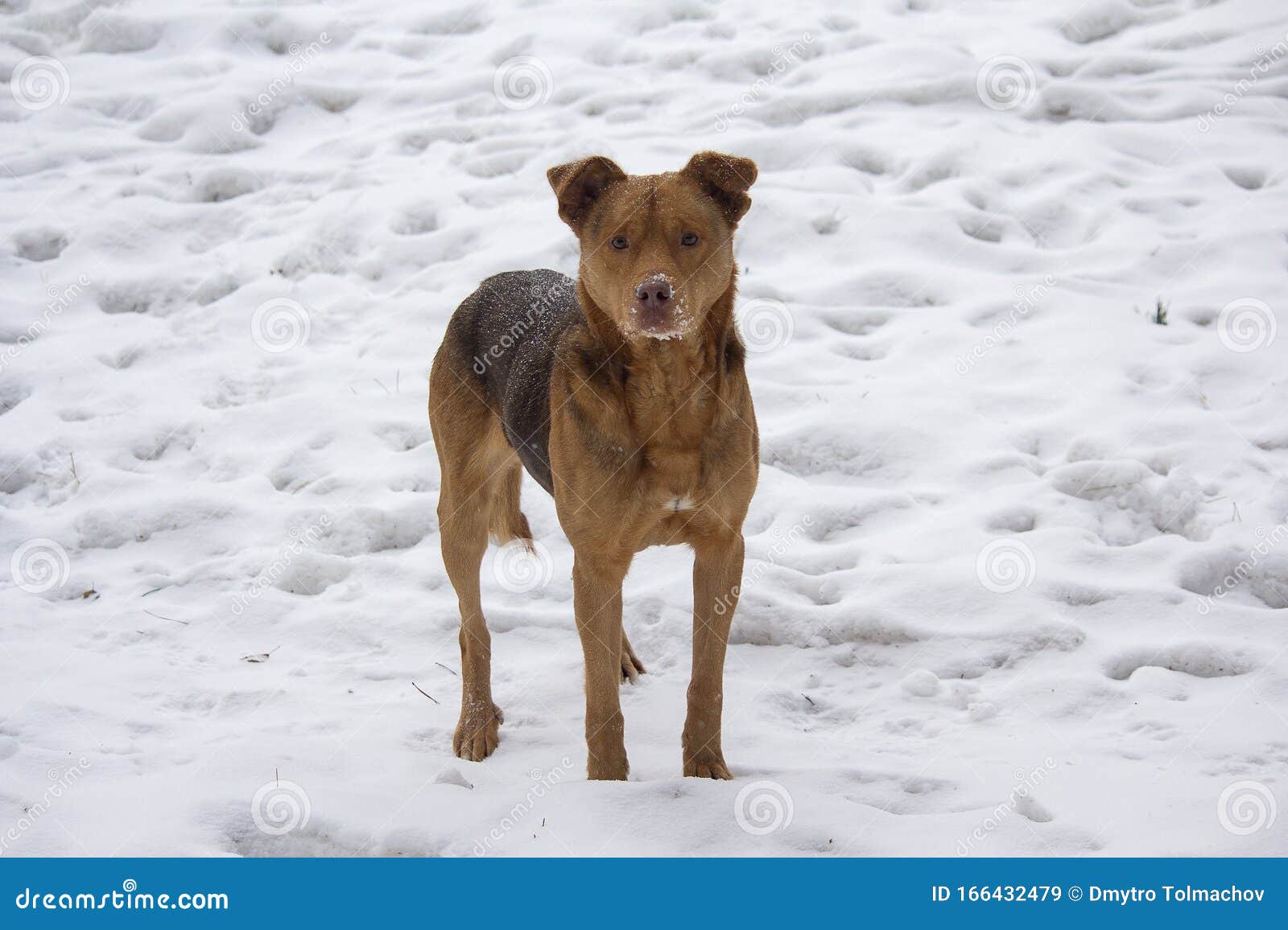 Hungry Stray Dog in the Snow in Winter Stock Image - Image of animals,  cool: 166432479