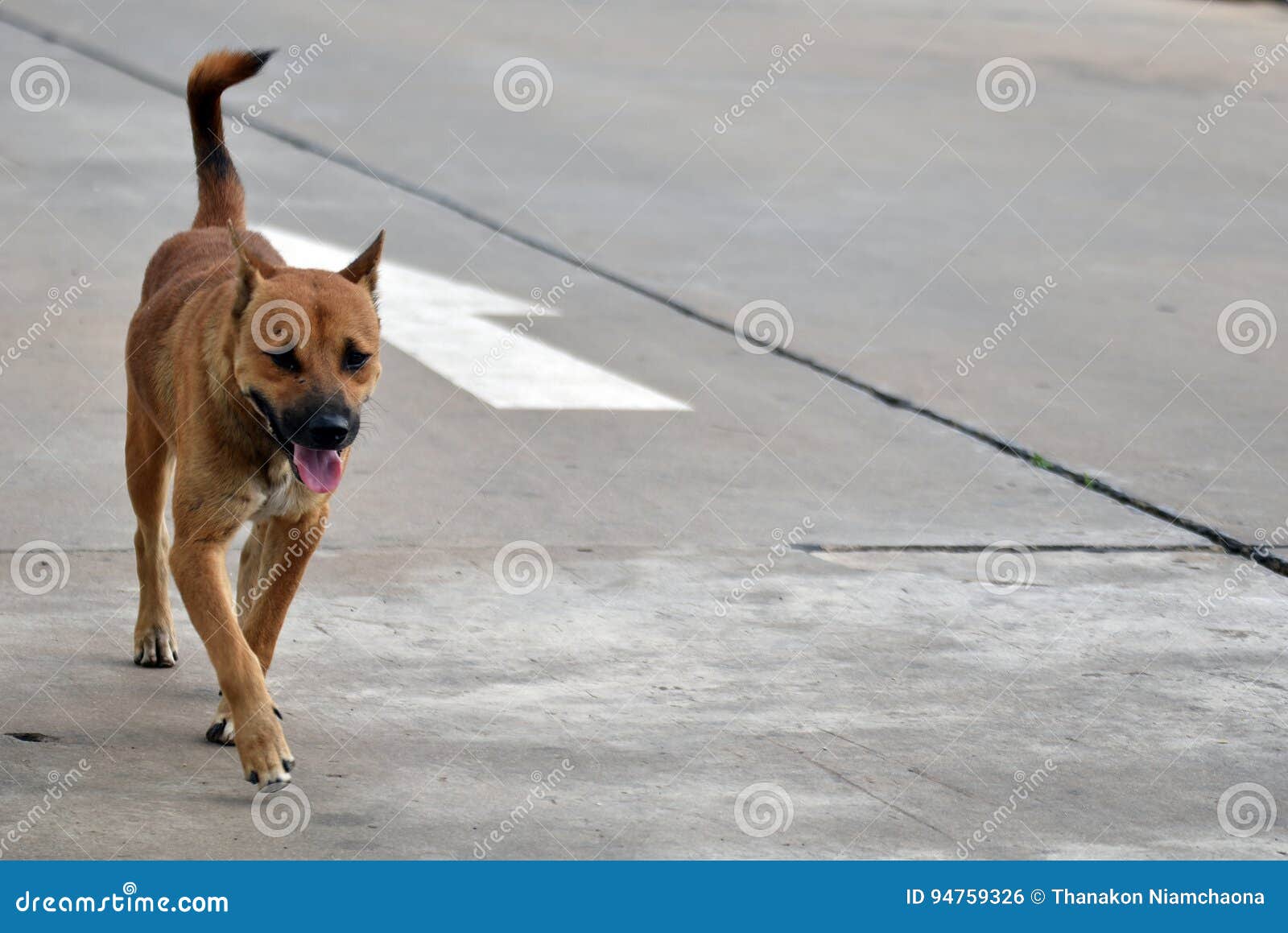 [Image: hungry-stray-dogs-walk-alone-all-day-94759326.jpg]