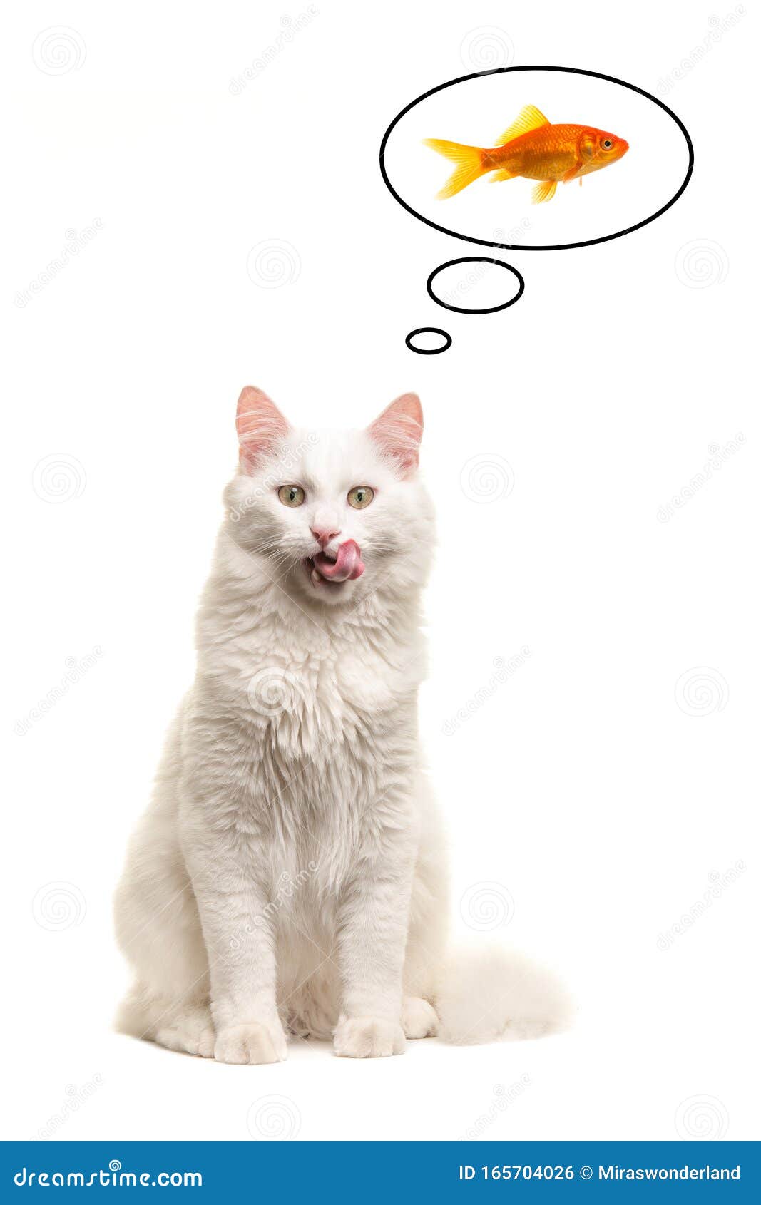  Hungry  Turkish Angora Cat  Sitting Licking Its Lips 