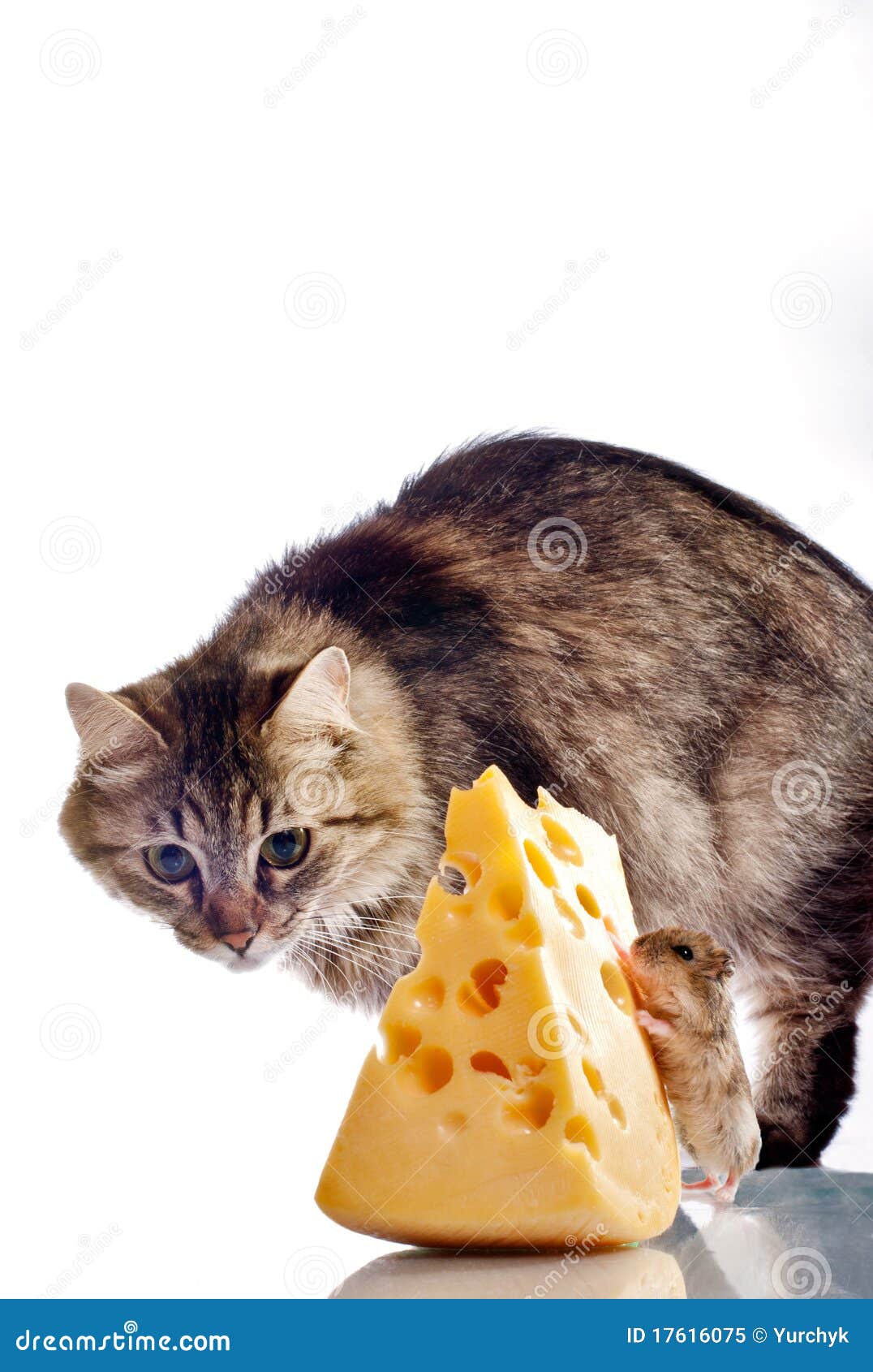 можно ли котам давать сыр