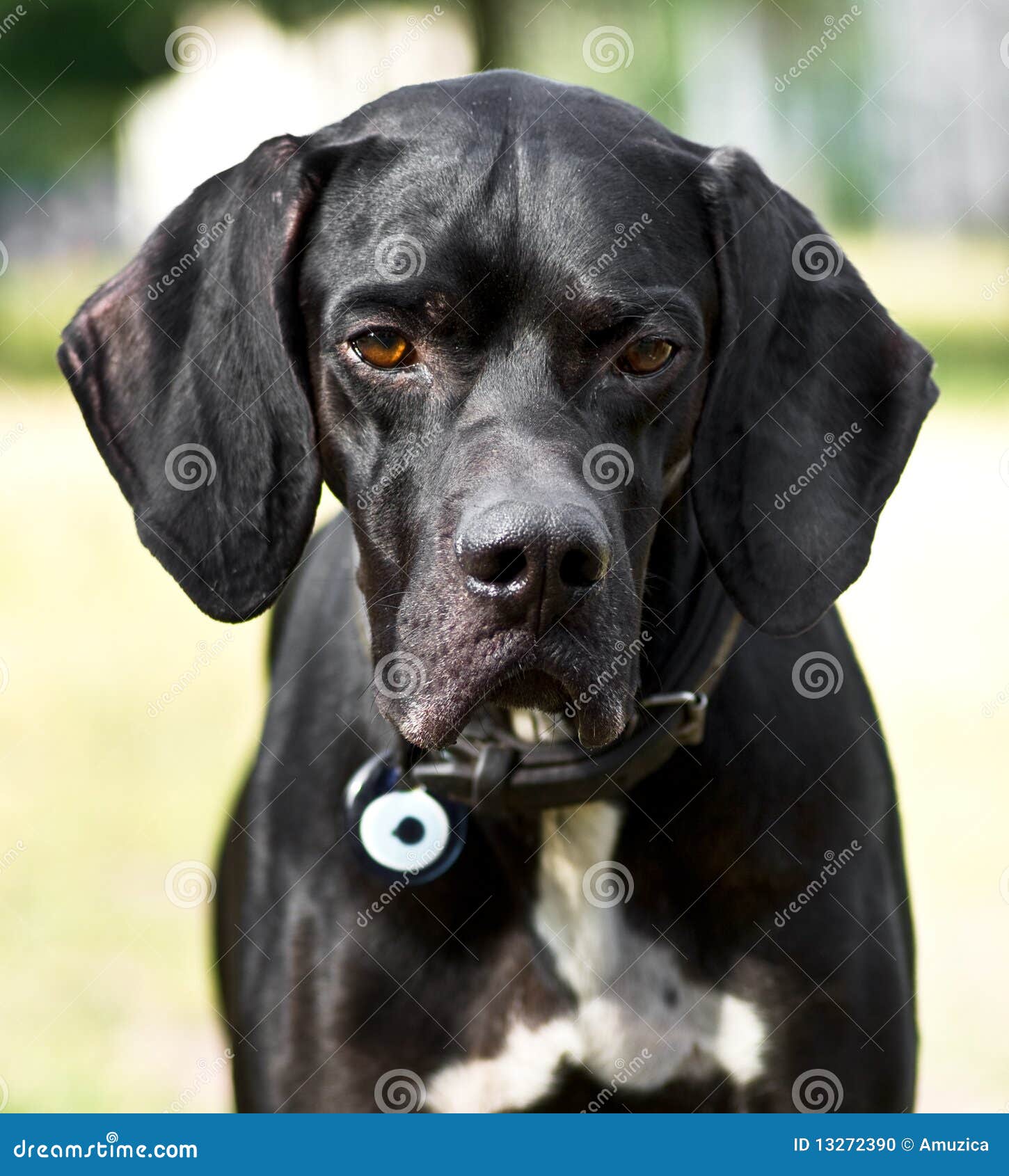 Hunter dog stock photo. Image of english, canine, domestic 13272390