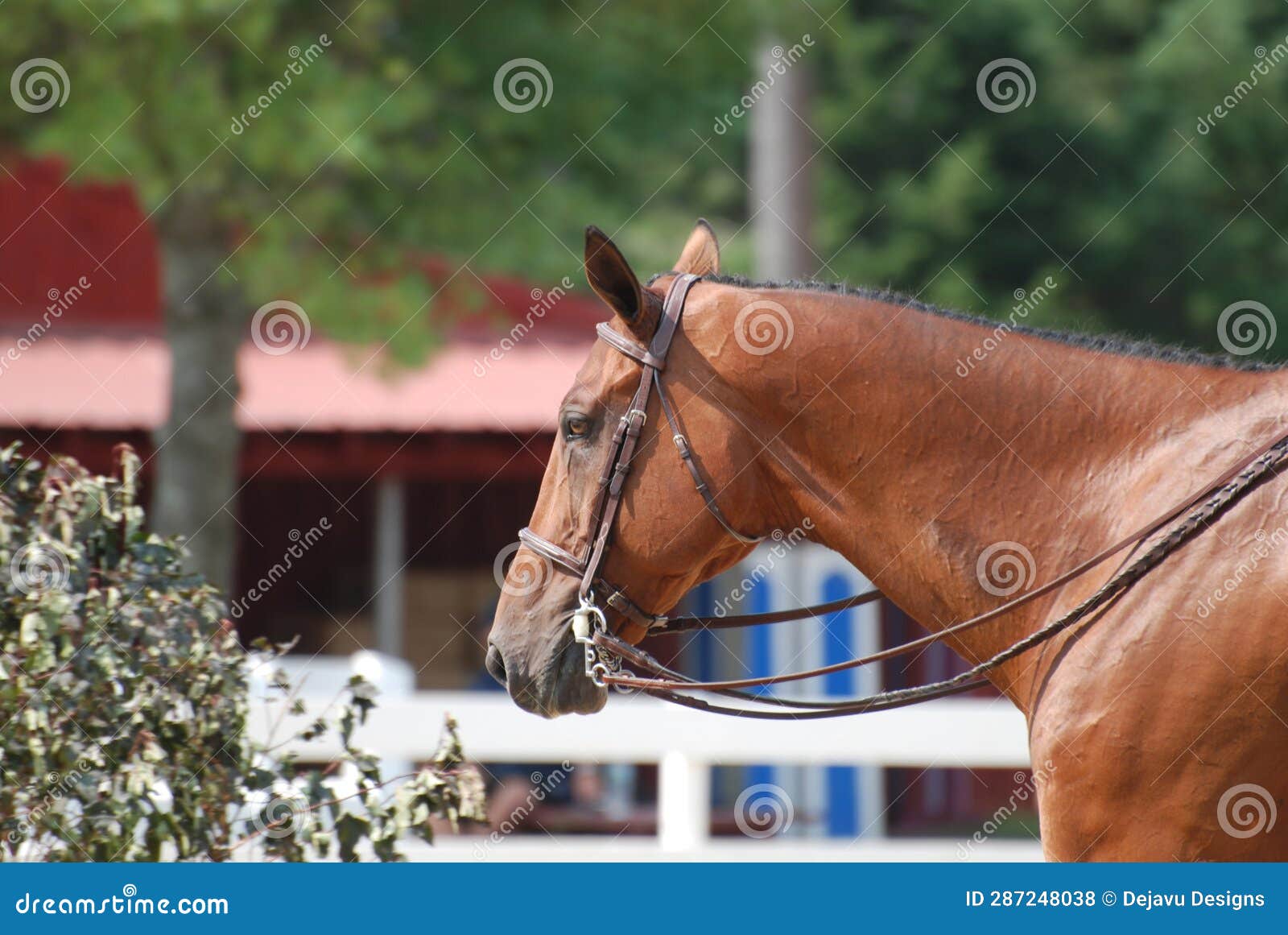 Hunter Horse with a Bridle at a Horse Show Stock Photo Image of