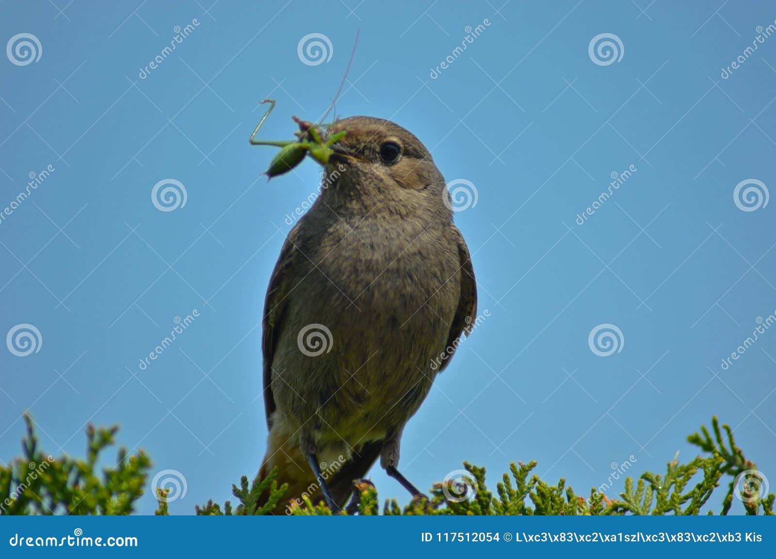 Hunter and the hunted stock photo. Image of insect, posed 117512054