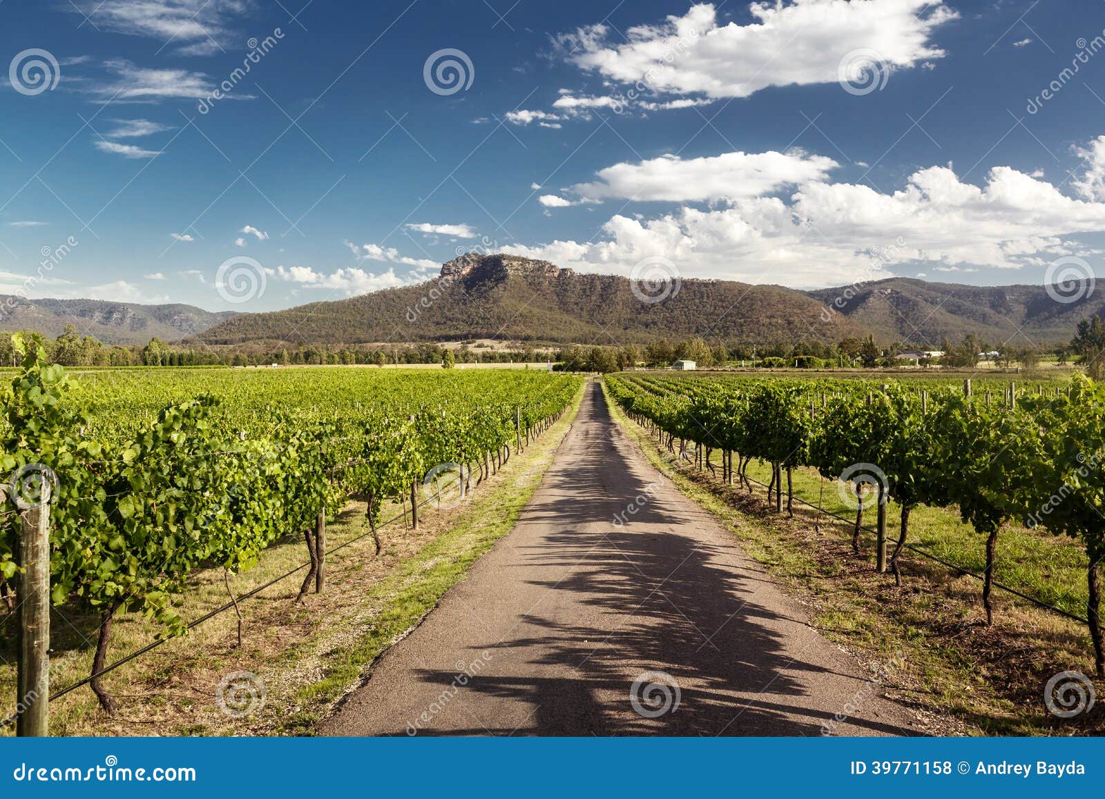 hunter valley vineyards