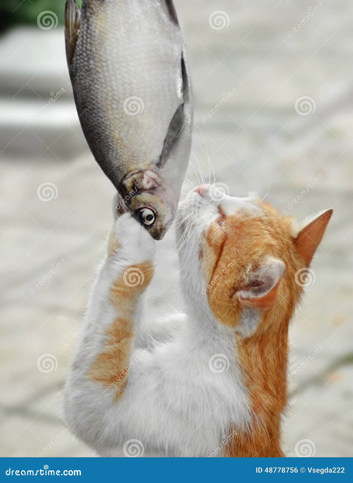 Hunting Animals. Cat Caught Fish Stock Photo - Image of hunting, hind: 48778756 Hunting Animals. Cat Caught Fish Stock Photo - Image of hunting, hind: 48778756