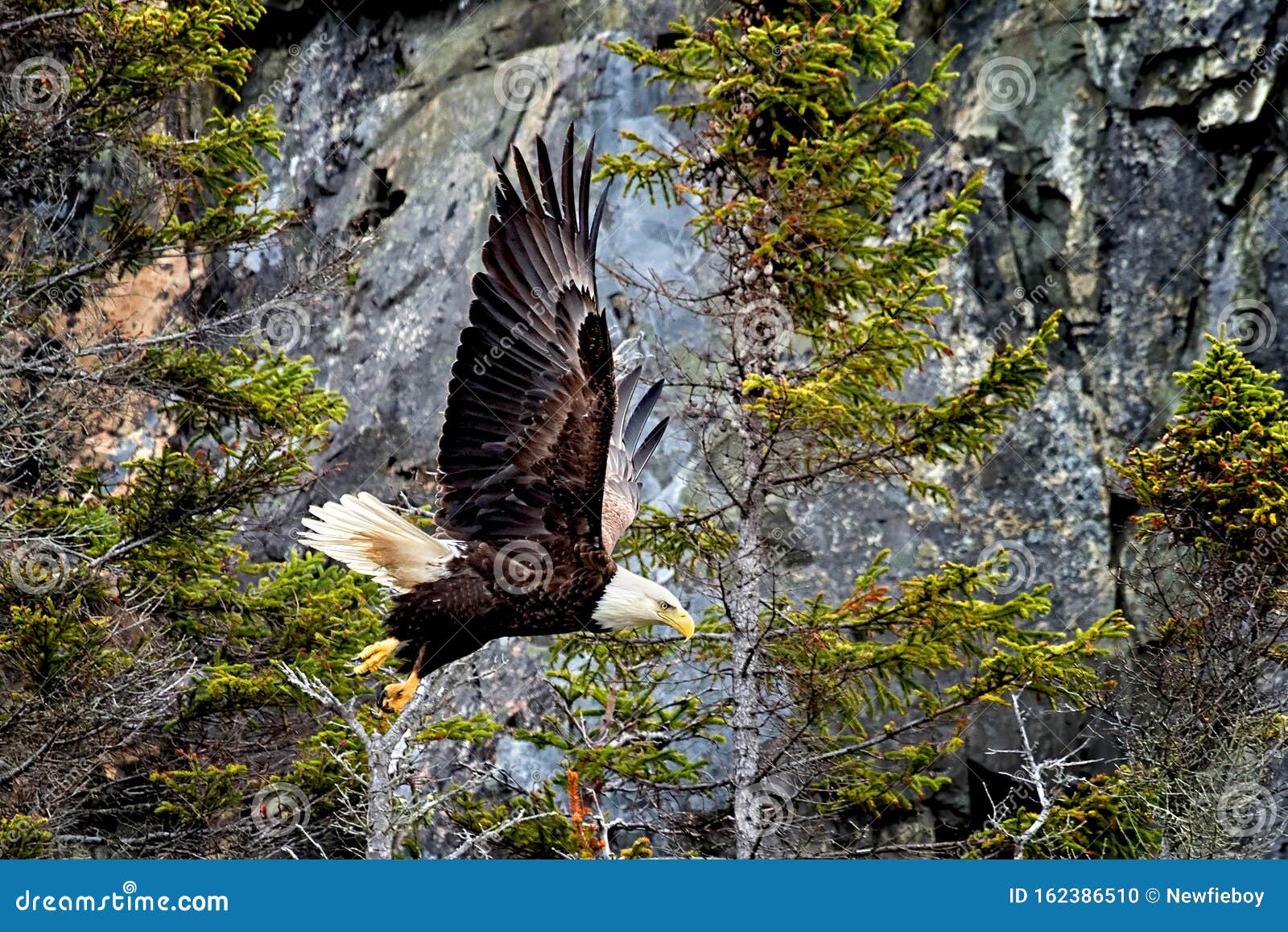 Hunting Bald Eagle stock photo. Image of white, cold 162386510