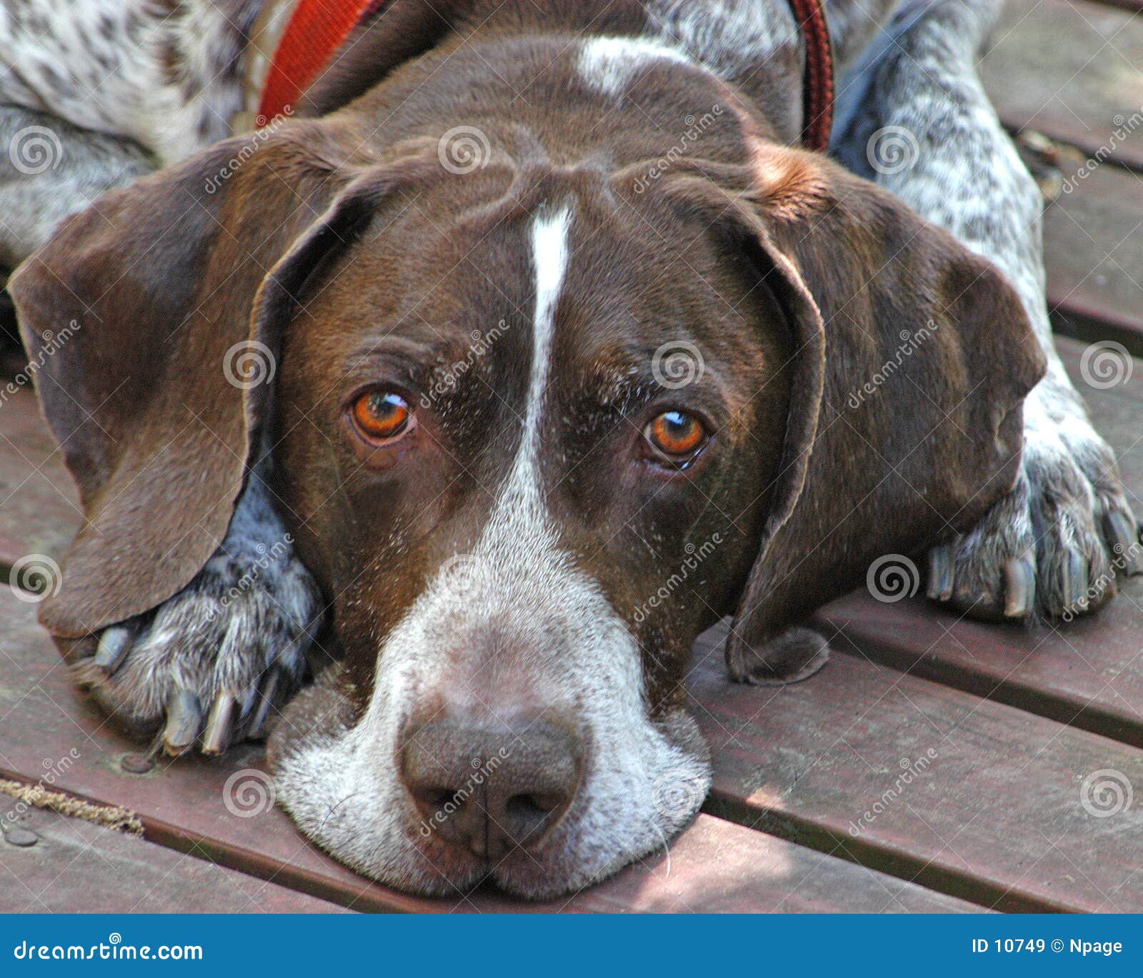 belgian hunting dog