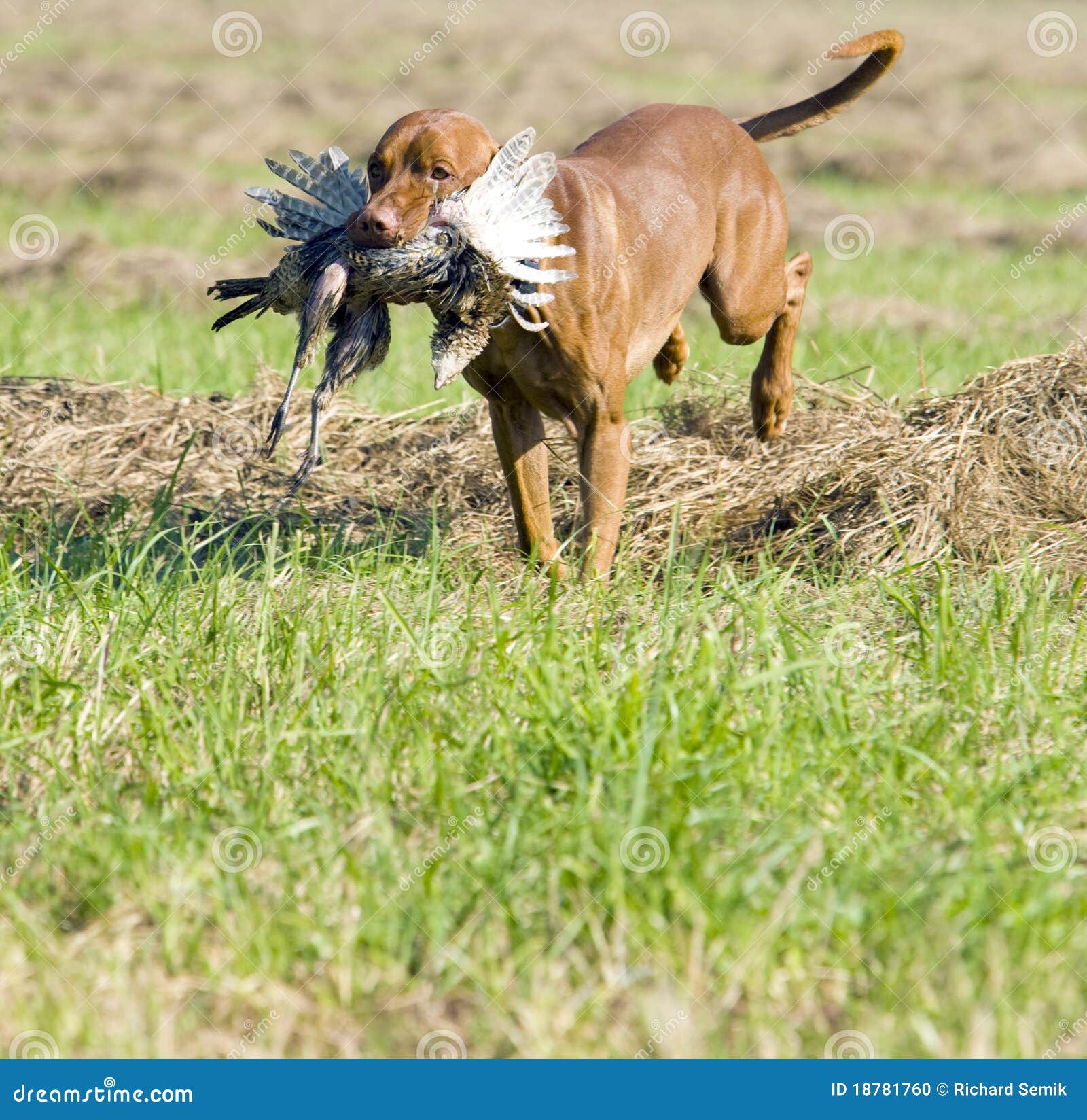 Hunting dog stock photo. Image of grass, exteriors, management 18781760