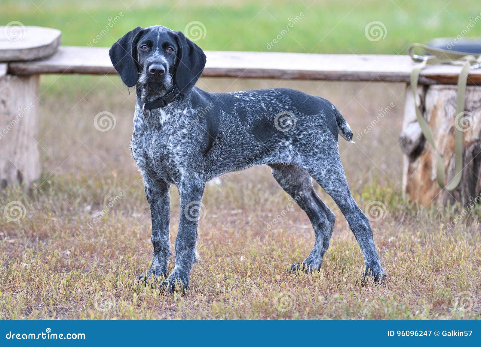 wirehaired hunting dogs