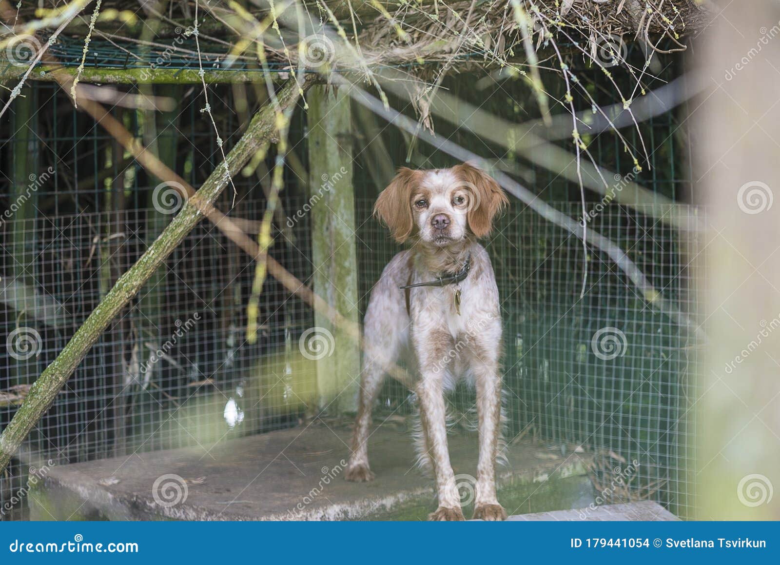 hunting dog cage