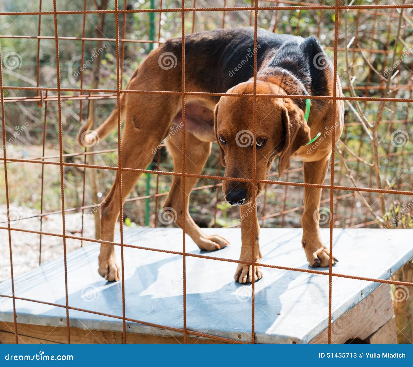 hunting dog cage