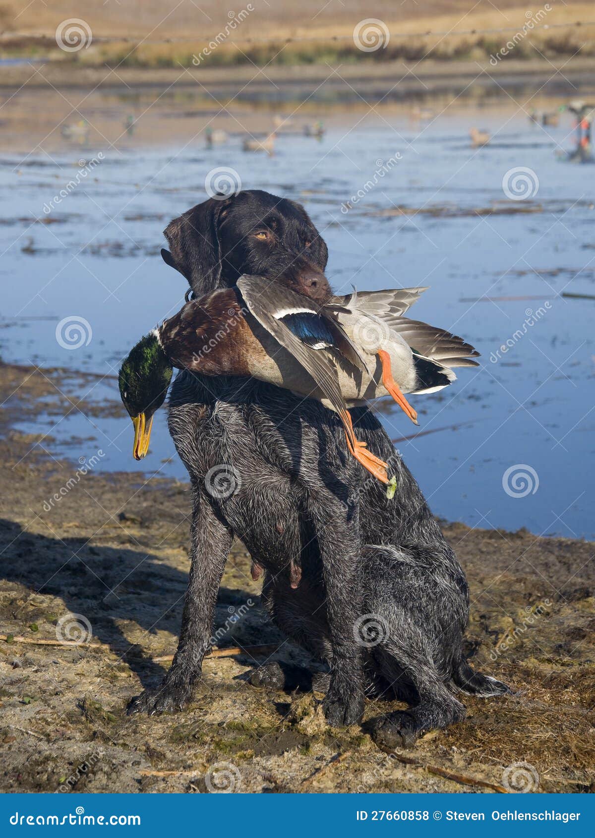 dog with duck in mouth