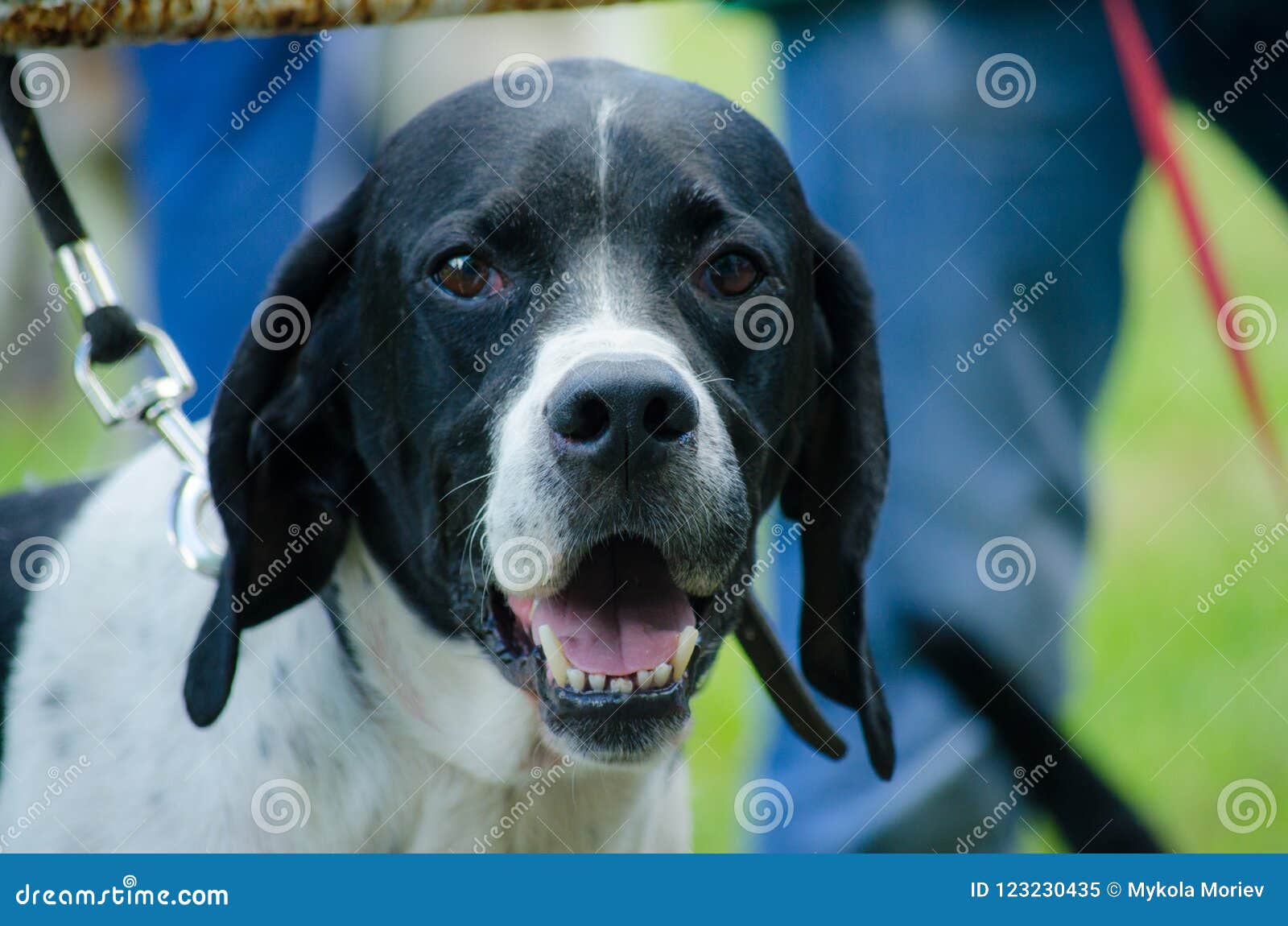 hunting dog english pointer portrait. close up.