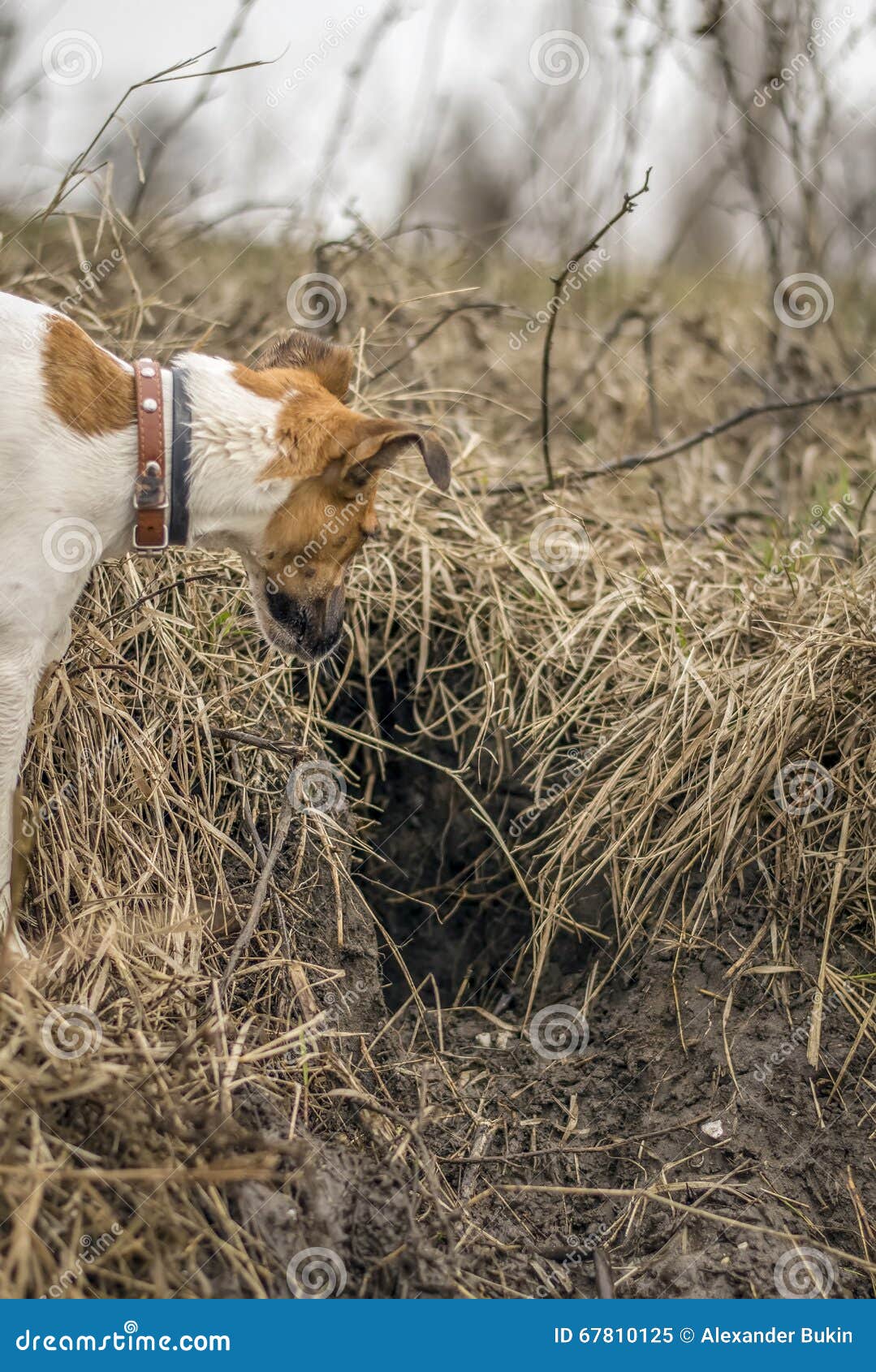 fox terrier hunting