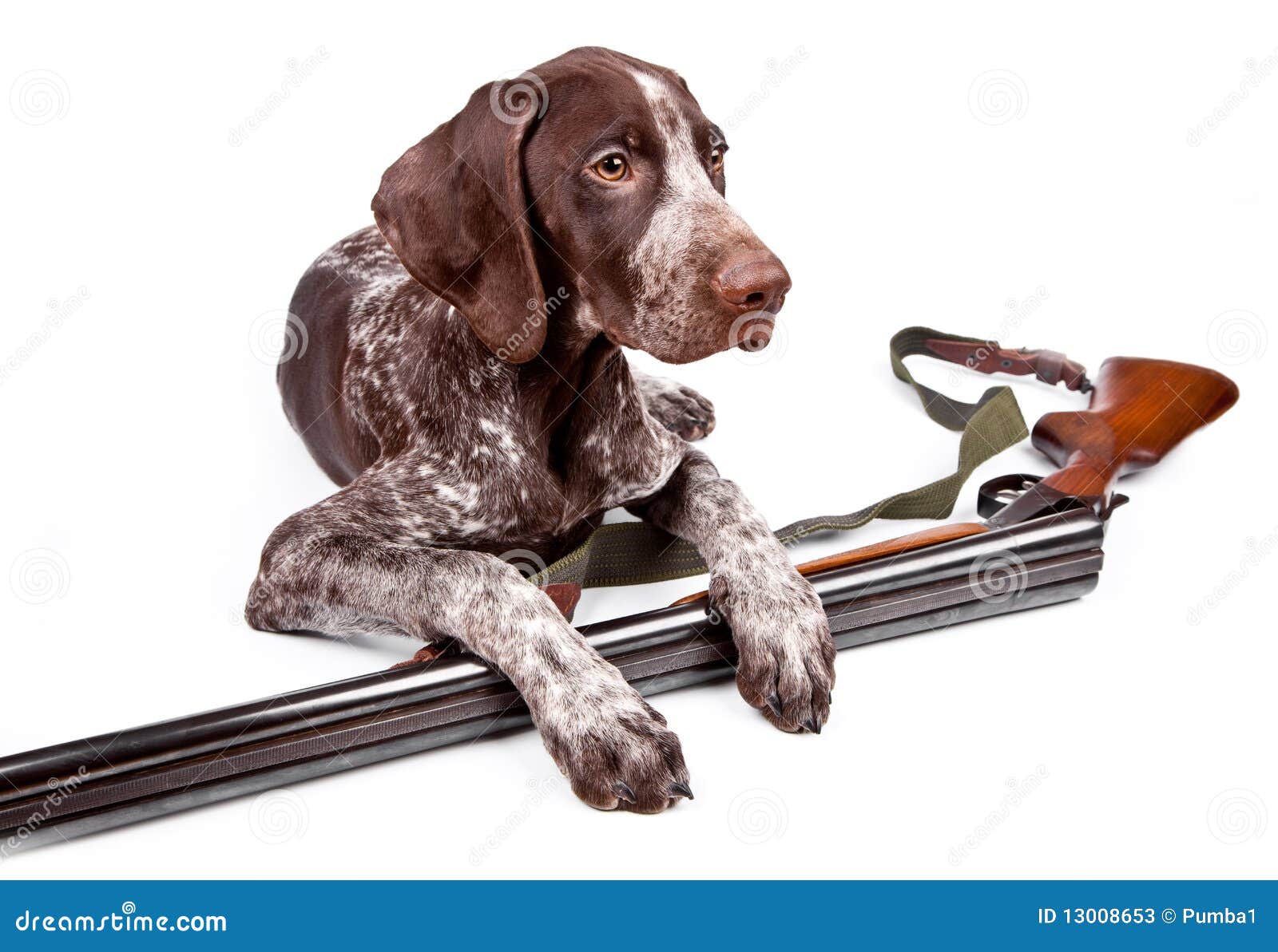 gun and dog