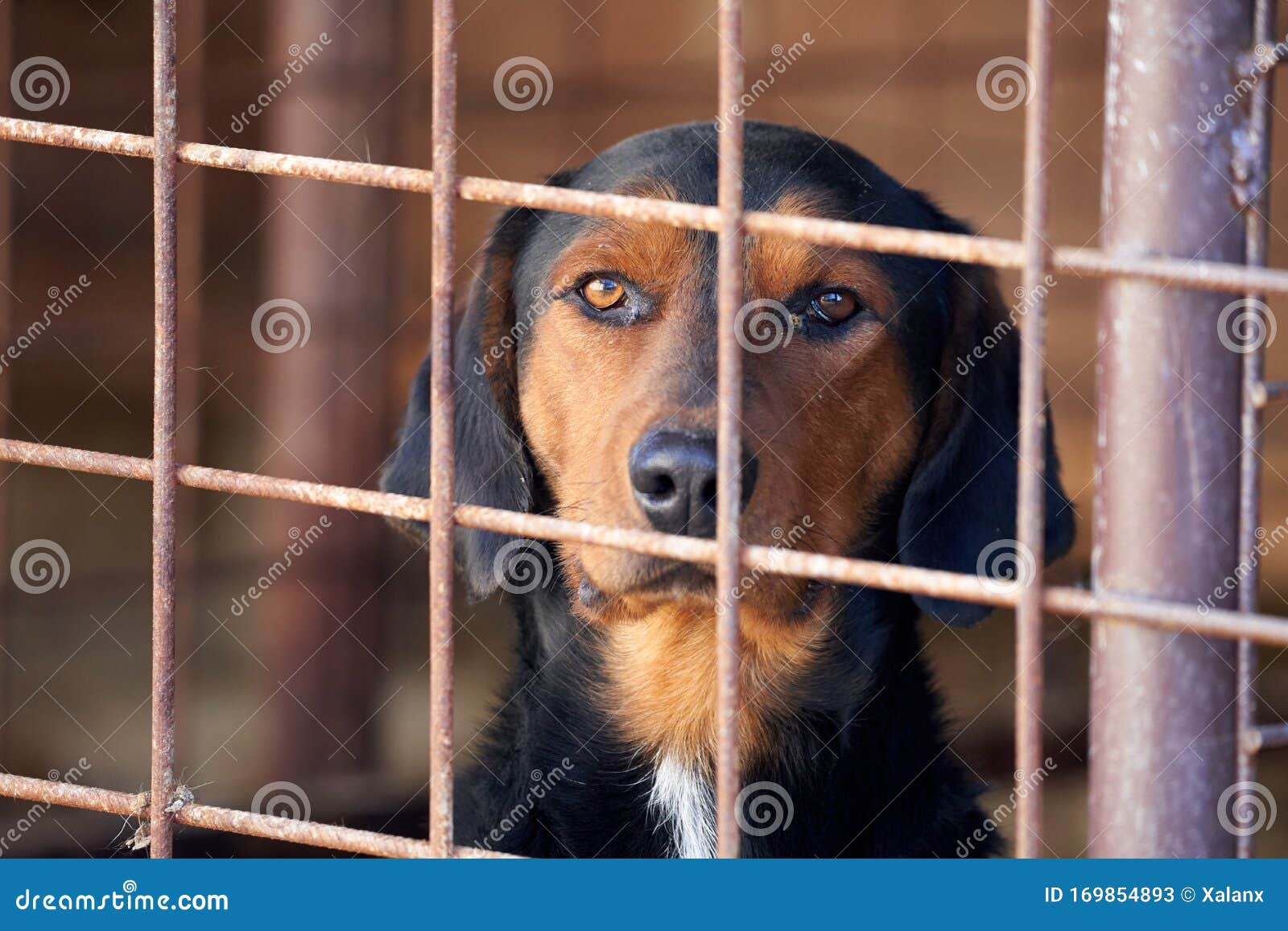 hunting dog cage