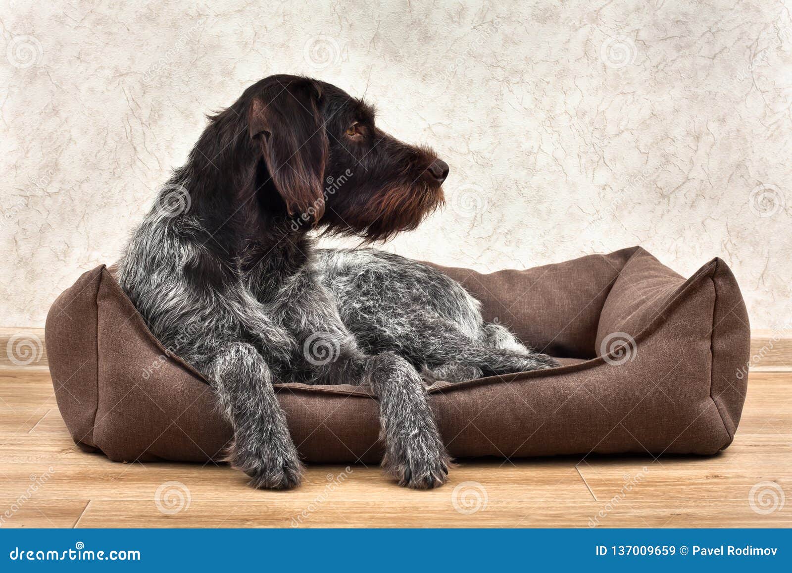 The Hunting Dog Lying in a Dog Bed Stock Image Image of eared
