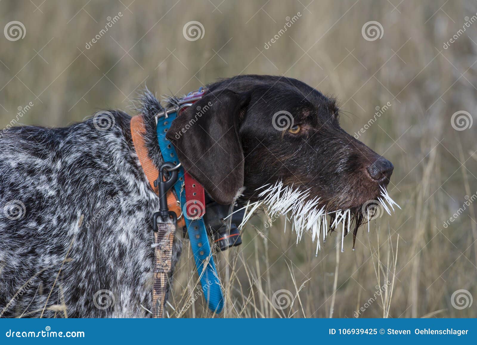 a hunting dog with a mouthful of porcupine quills
