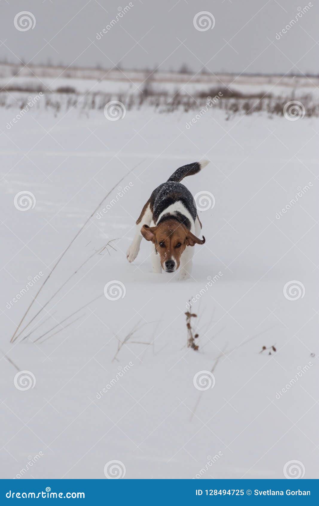 A dog runs along the field. A hunting dog runs through a snow-covered field. Dry grass covered with snow.