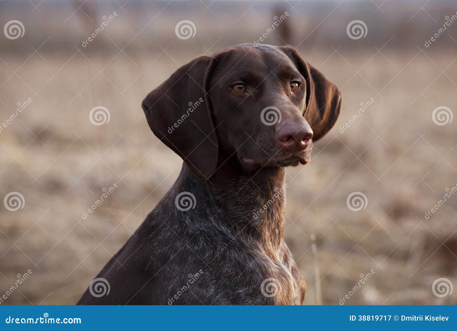 Hunting Dog Sits and Stares Ahead Stock Image Image of retriever