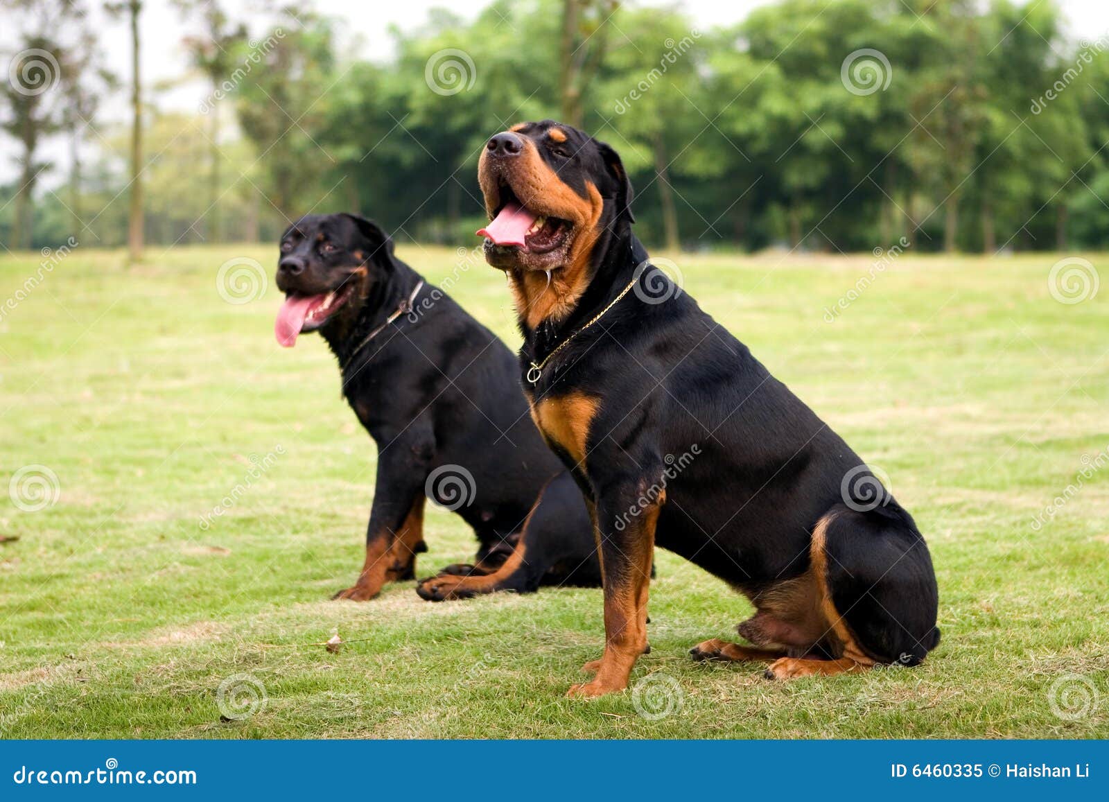 Are Rottweiler Good Hunting Dogs