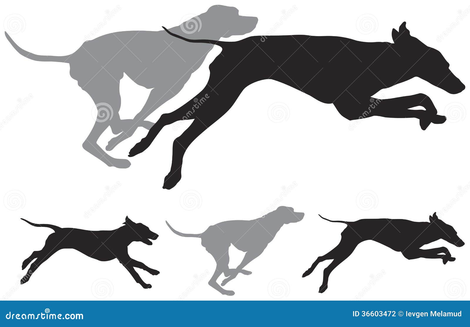 hunting dogs run  silhouettes