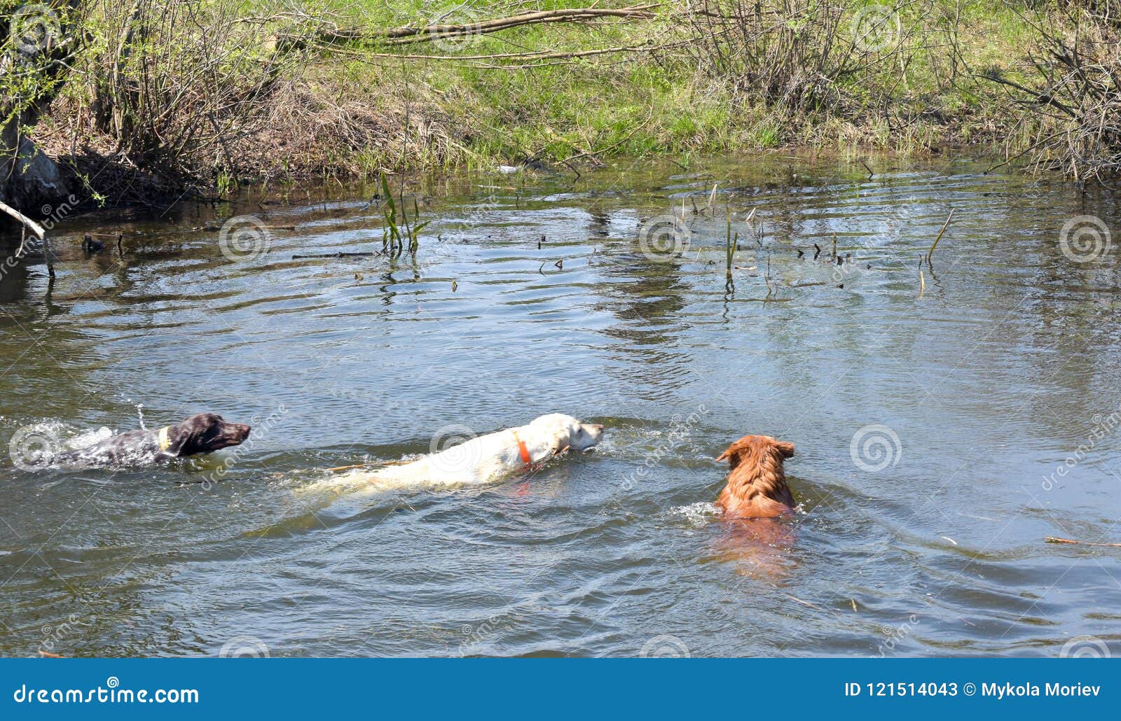 Hunting Dogs Swim To Retrieve A Duck From The The River Stock