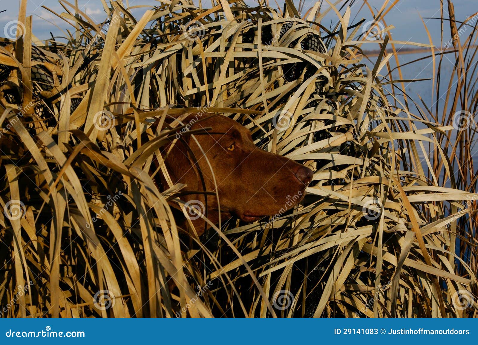 hunting duck dog in blind