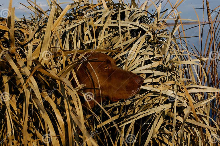 Hunting Duck Dog in Blind stock image. Image of evening - 29141083