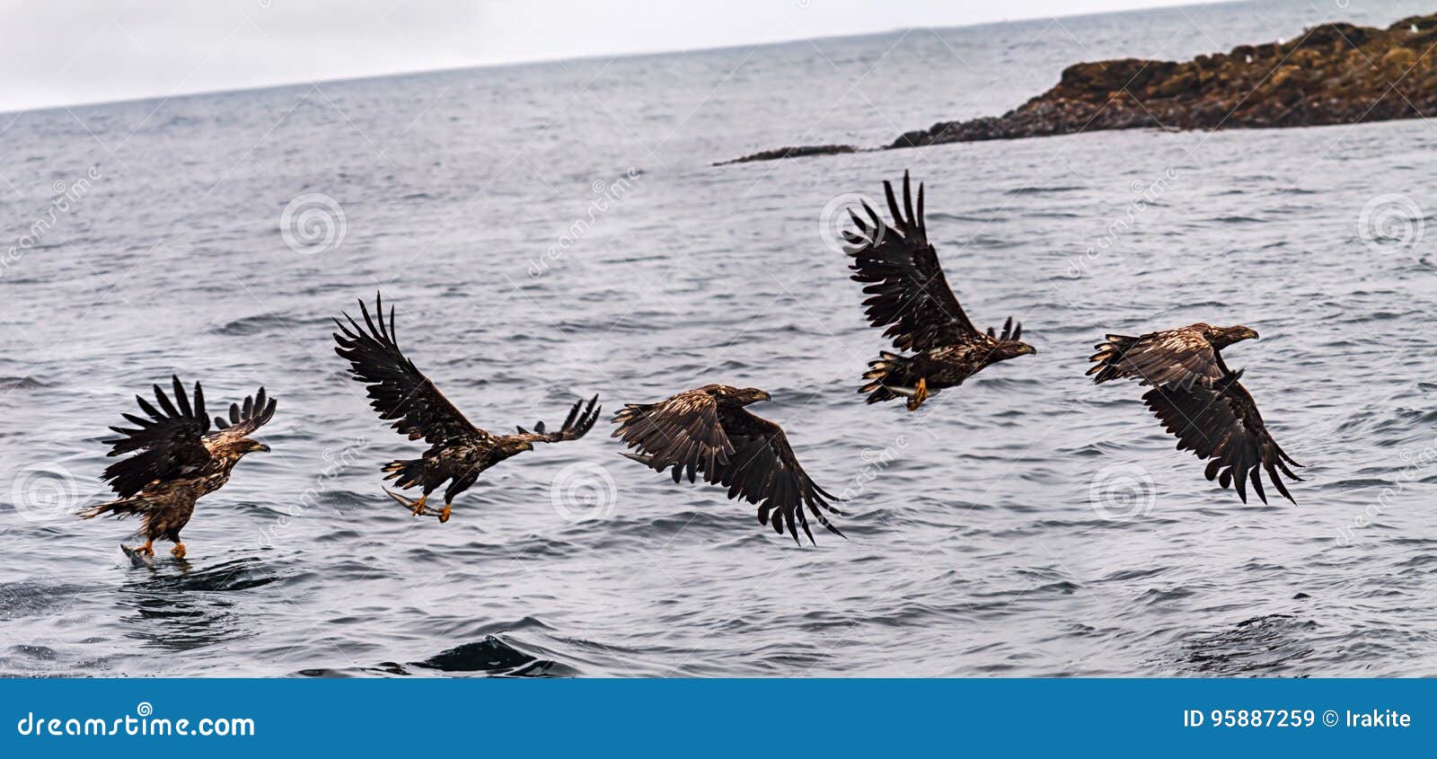 Hunting Eagle Stock Image Image Of Hunting Norway