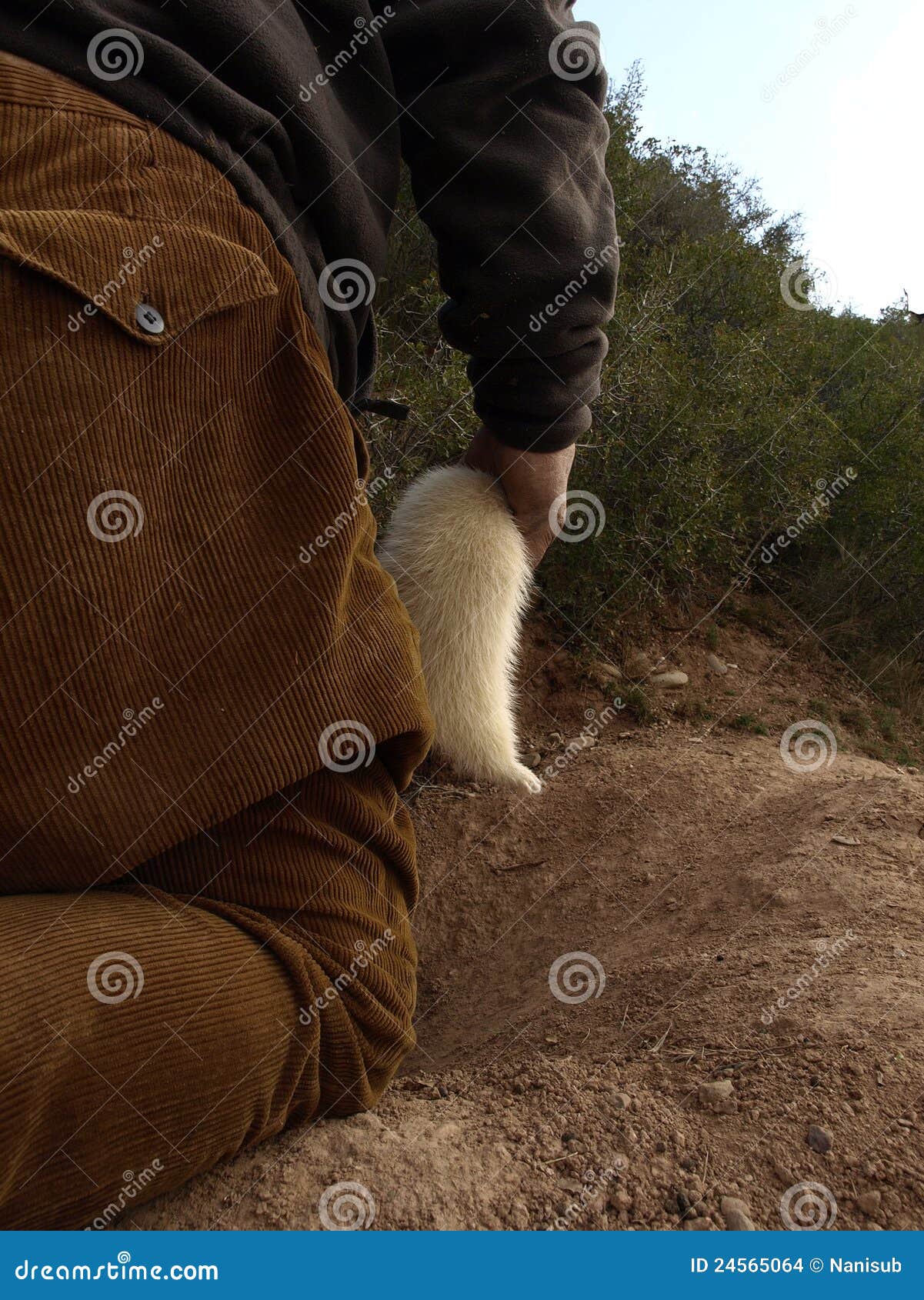 Hunting with a ferret stock photo. Image of hunting, domestic 24565064
