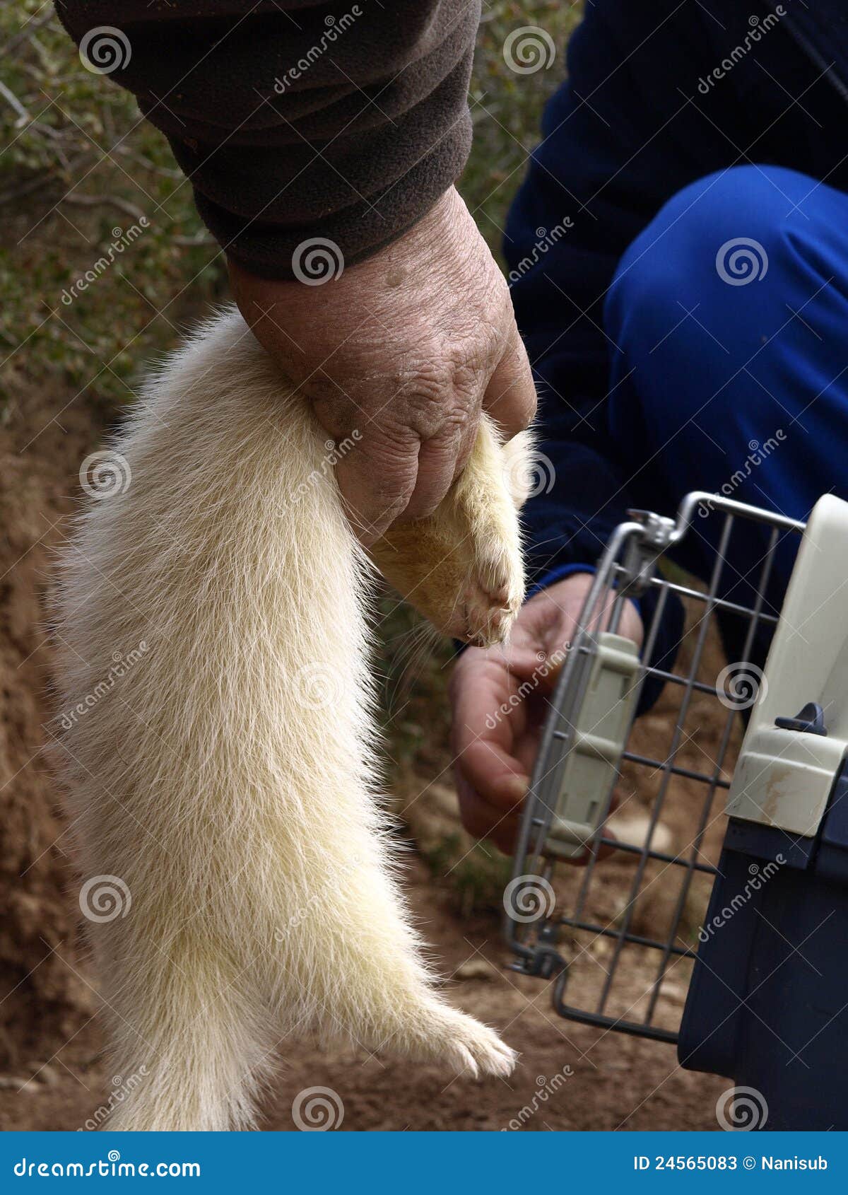 Hunting with a ferret stock image. Image of beast, animals 24565083