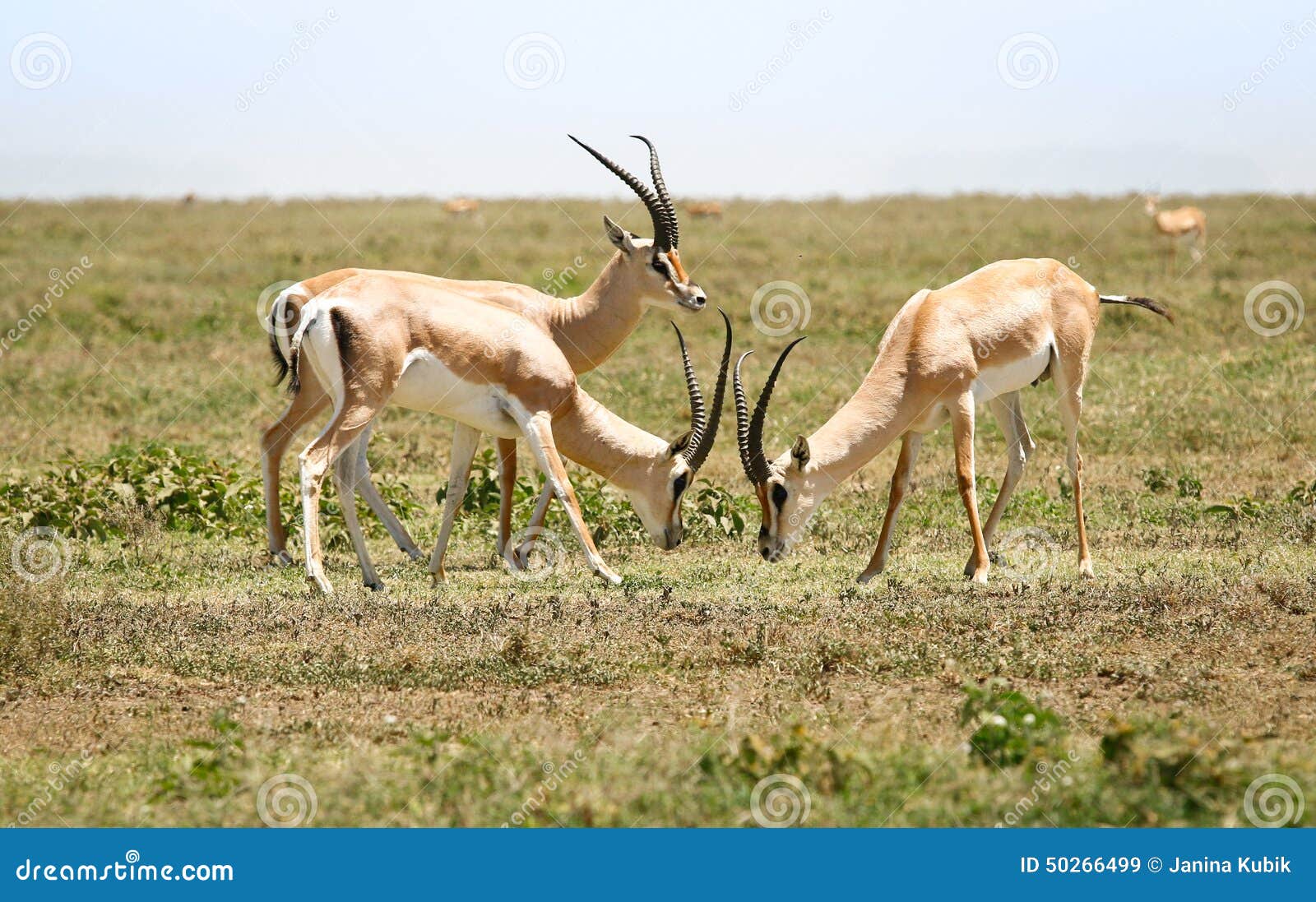 hunting gazelles