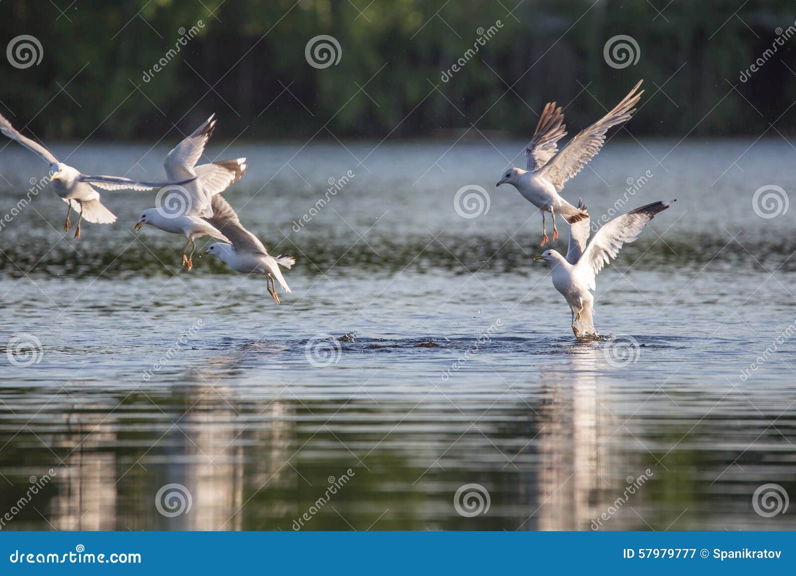 Hunting gull stock image. Image of flight, nature, water 57979777