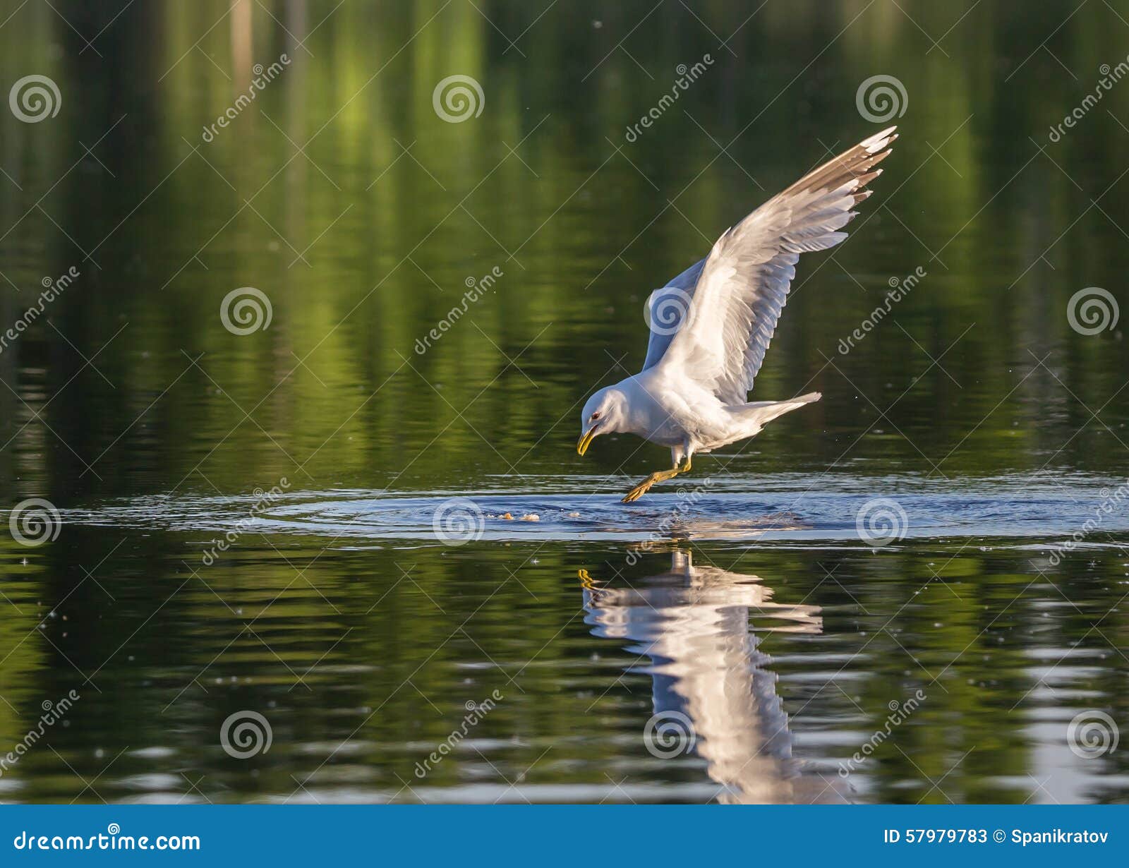 Hunting gull stock image. Image of water, yushino, lake 57979783