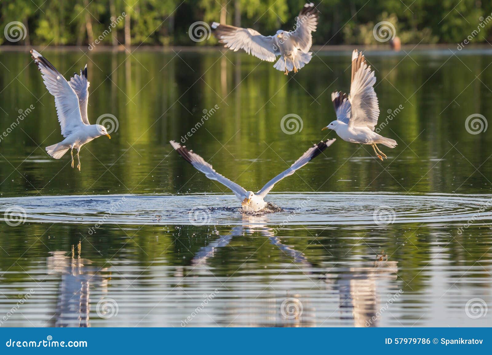 Hunting gull stock photo. Image of animals, poultry, seagull 57979786