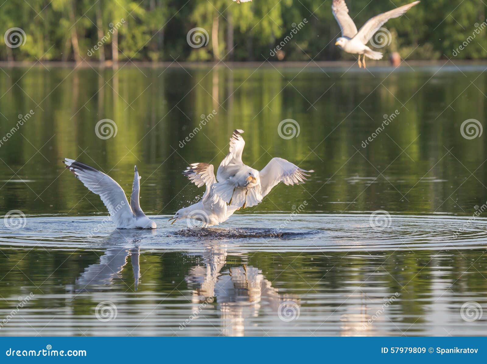 Hunting gull stock image. Image of poultry, russia, yushino 57979809